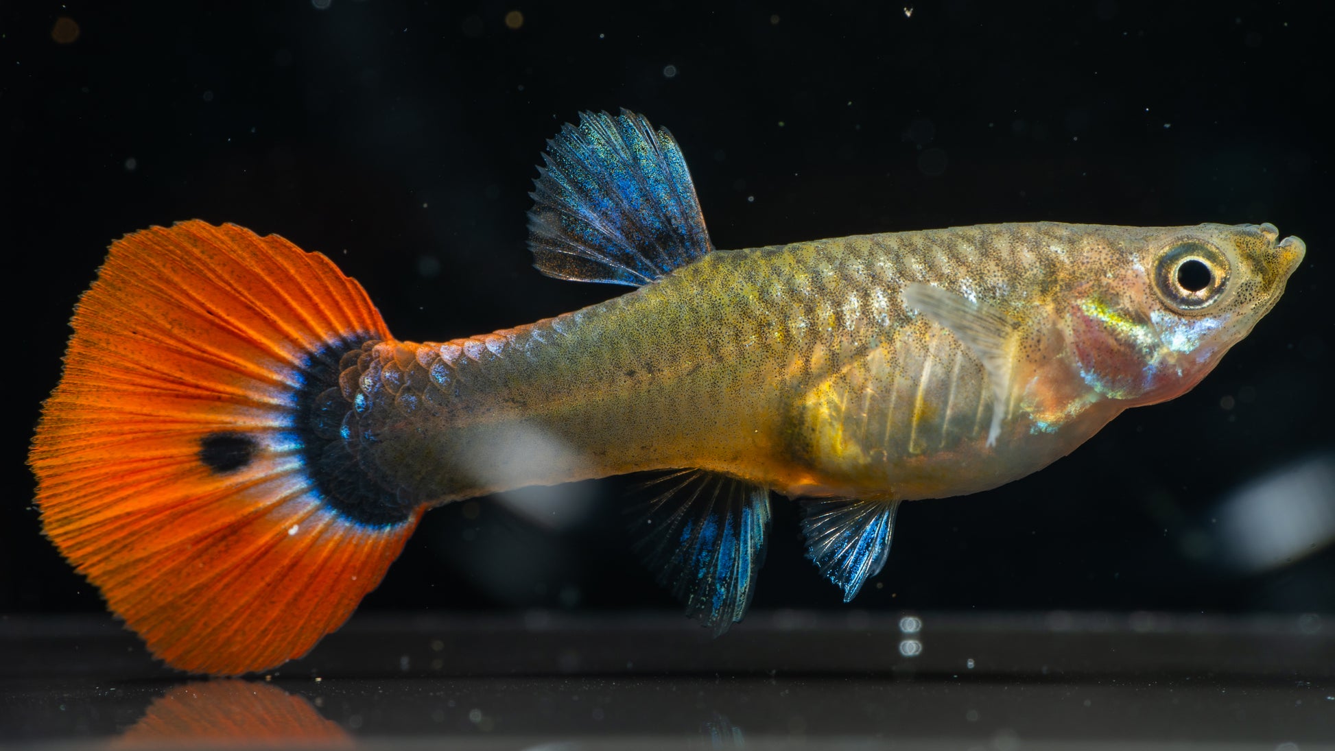 Blonde Tuxedo Guppy (Pairs)