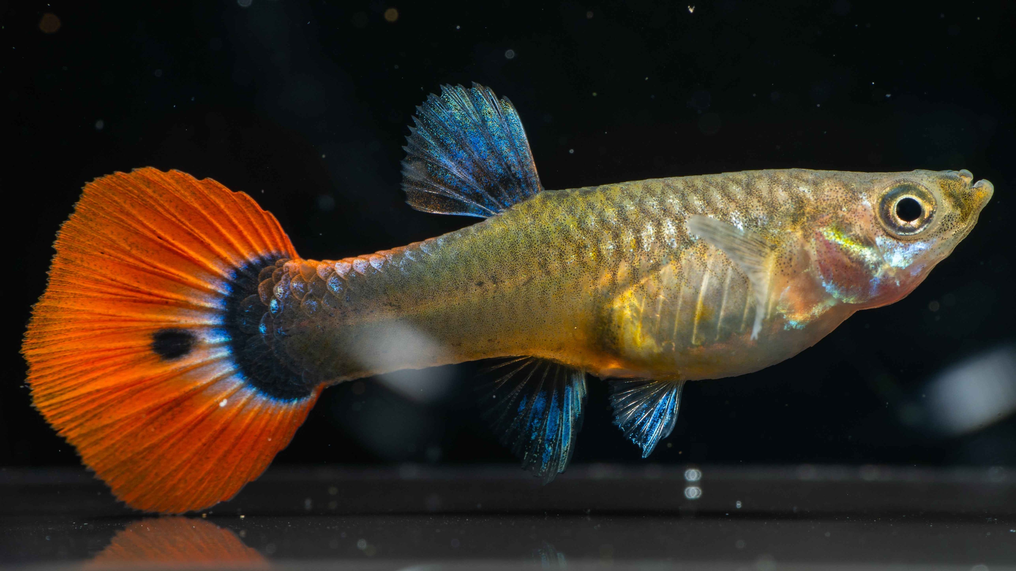 Blonde Tuxedo Guppy (Pairs) - Simply Aquatic