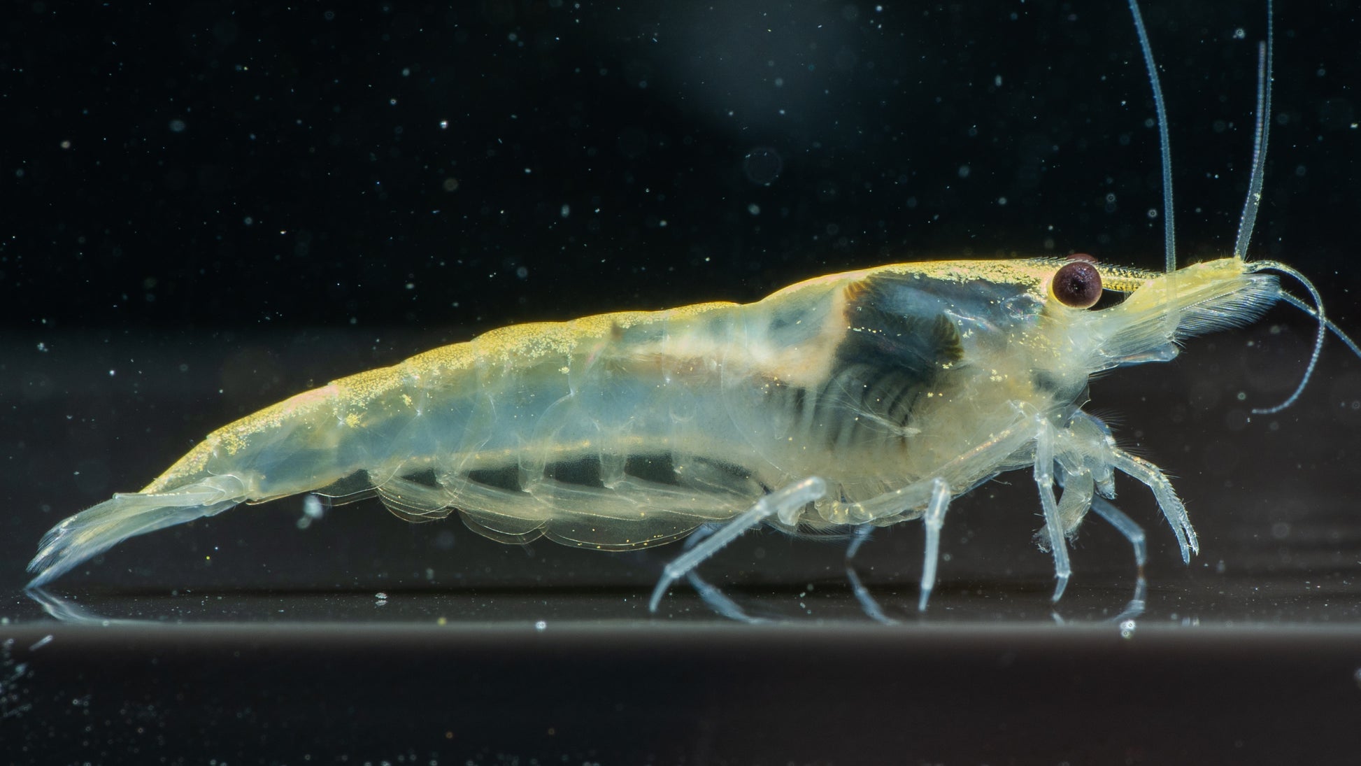 ❄️ Snowball Backline Shrimp (Neocaridina)