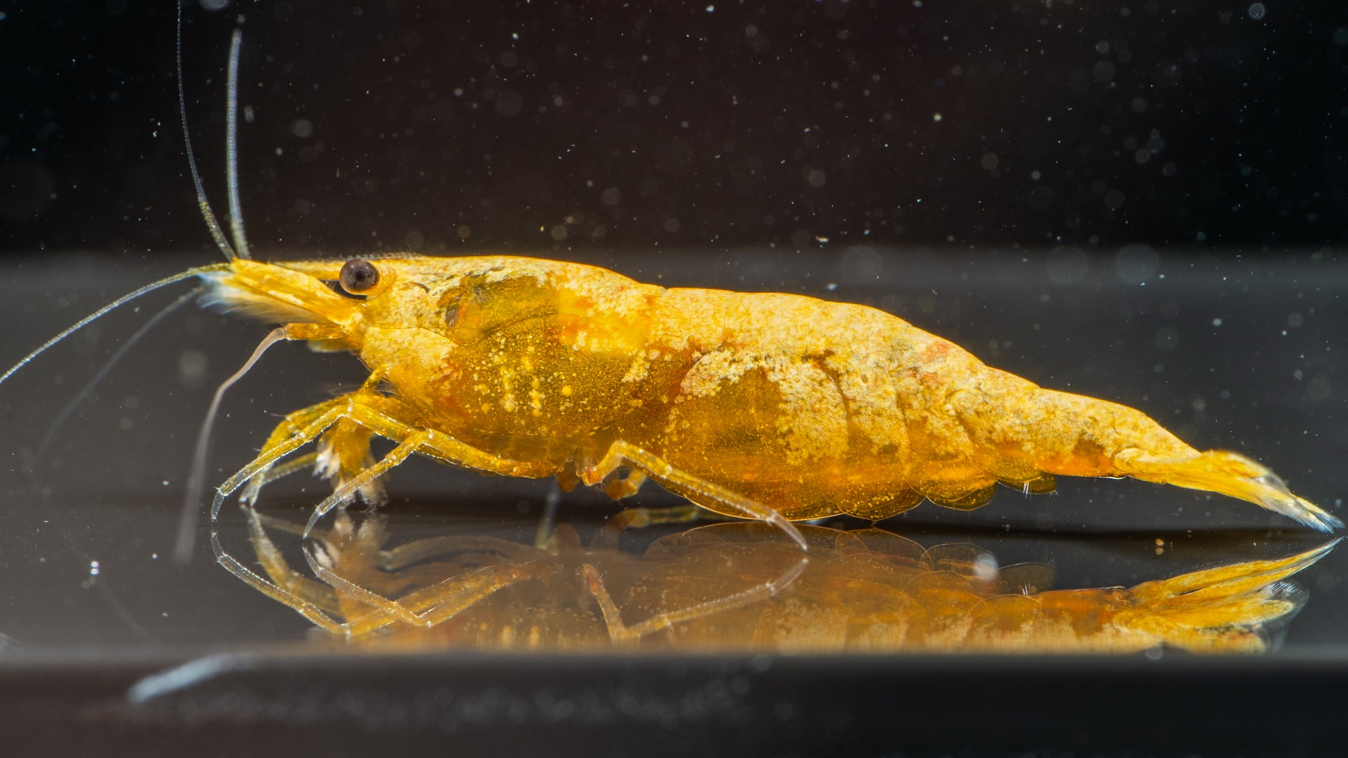 🎃 Orange Pumpkin Shrimp (Neocaridina)