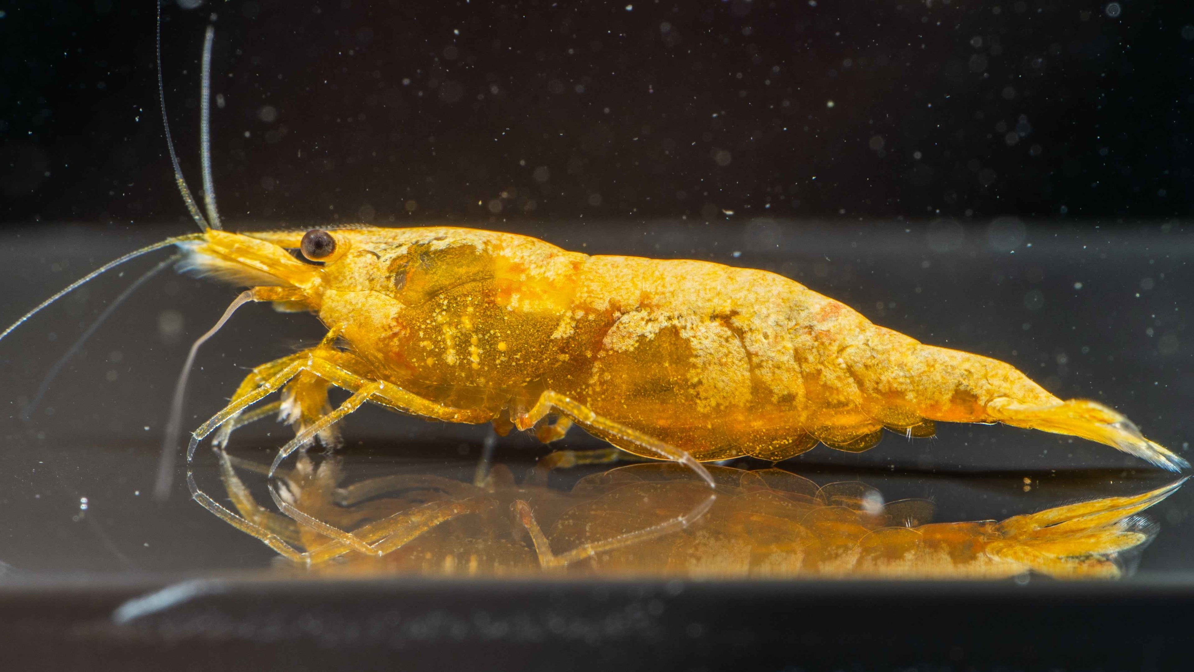🎃 Orange Pumpkin Shrimp (Neocaridina) - Simply Aquatic