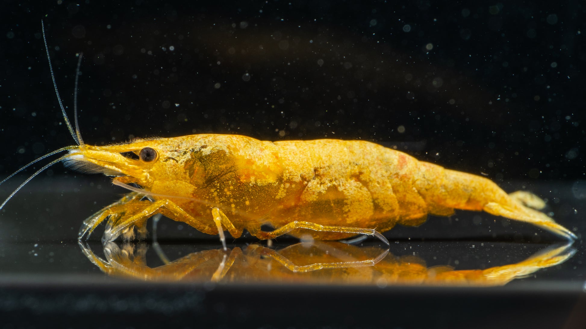 🎃 Orange Pumpkin Shrimp (Neocaridina)