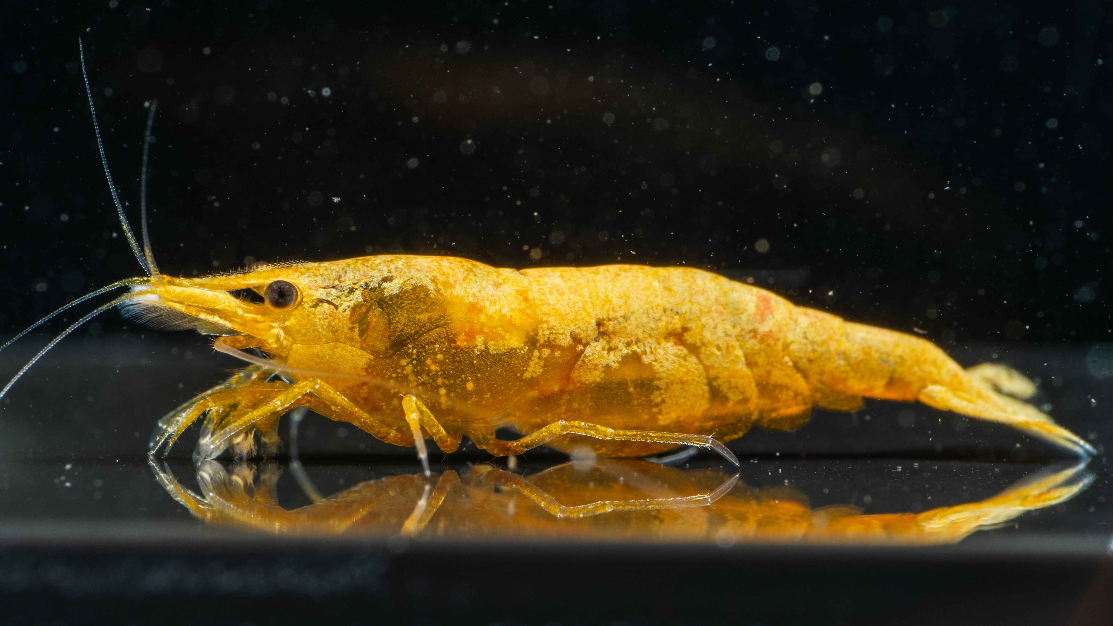 🎃 Orange Pumpkin Shrimp (Neocaridina) - Simply Aquatic