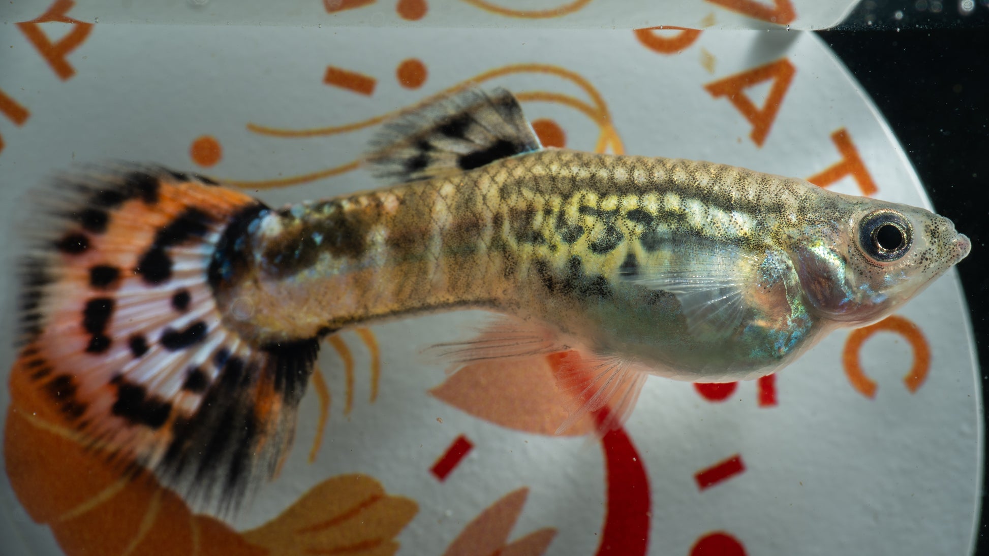 Mixed Variety Guppies (Individual)