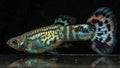 Mixed Variety Guppies (Individual) - Simply Aquatic