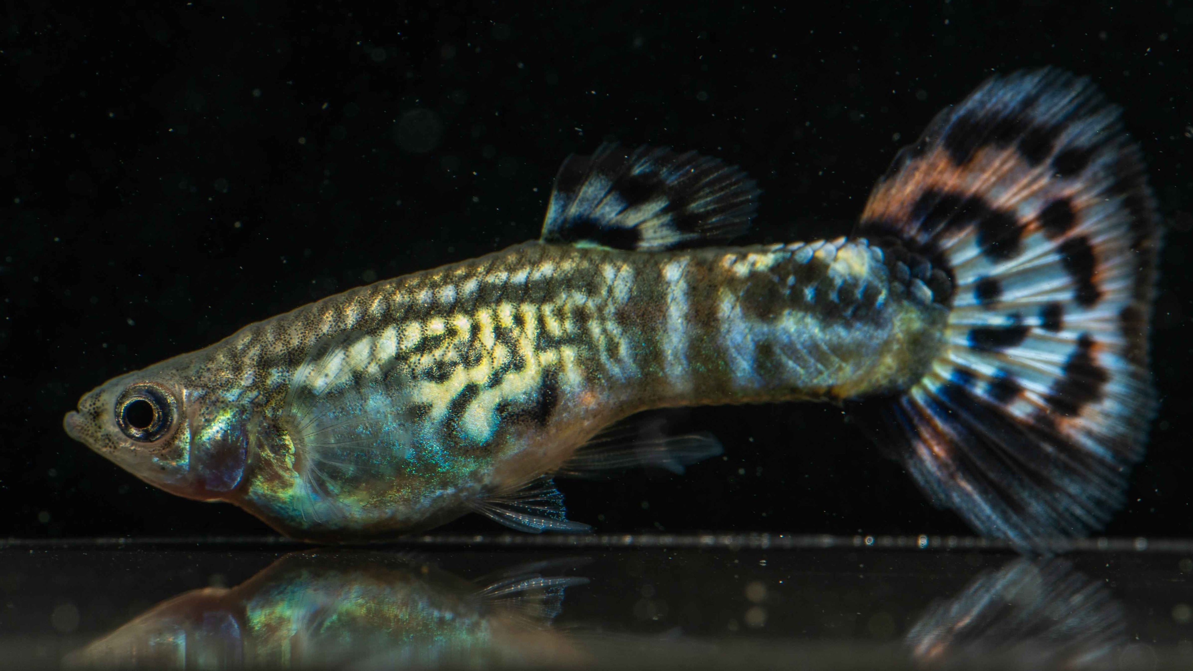 Mixed Variety Guppies (Individual) - Simply Aquatic