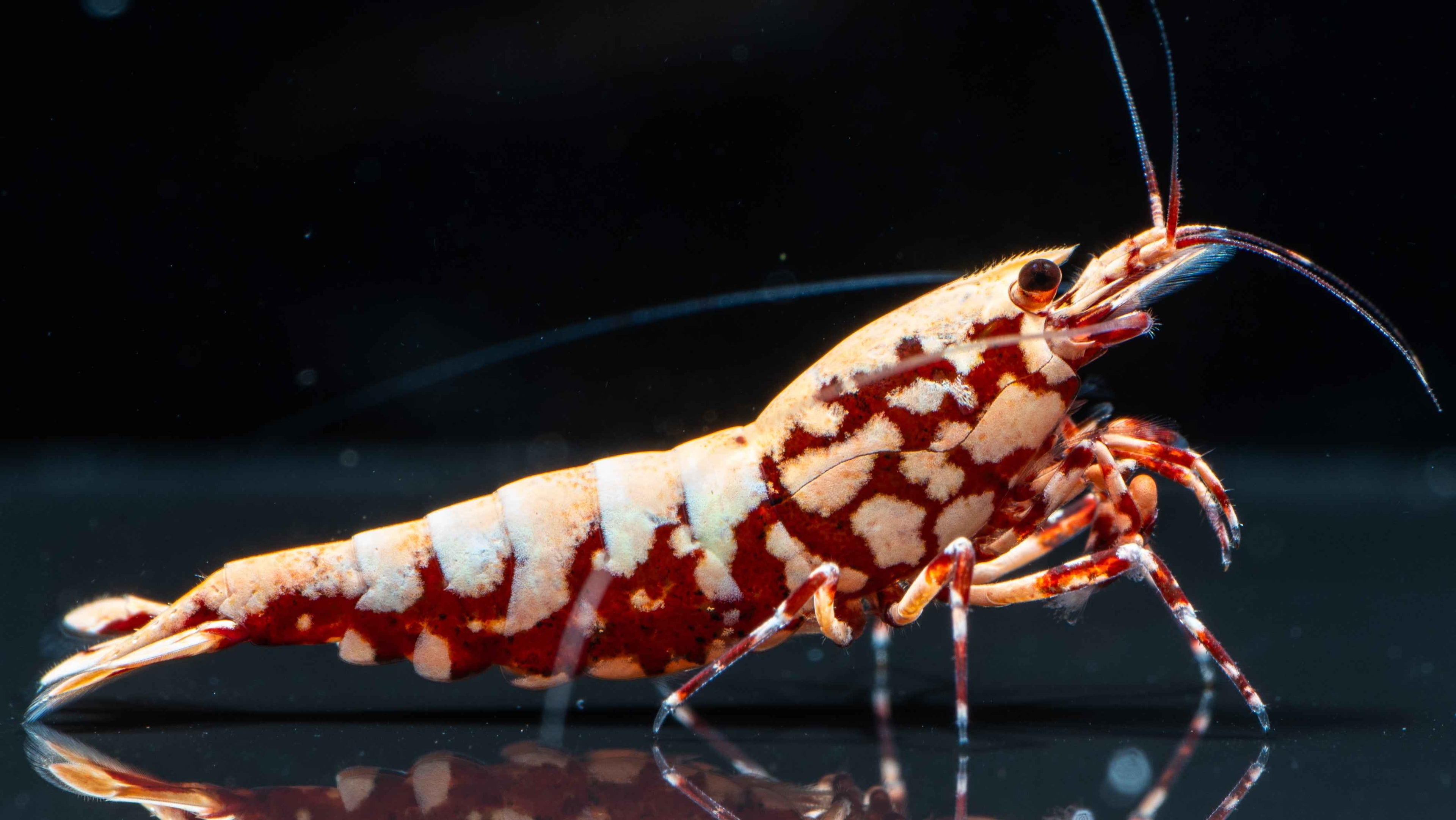 🦐 Red Snowflake Caridina - Simply Aquatic
