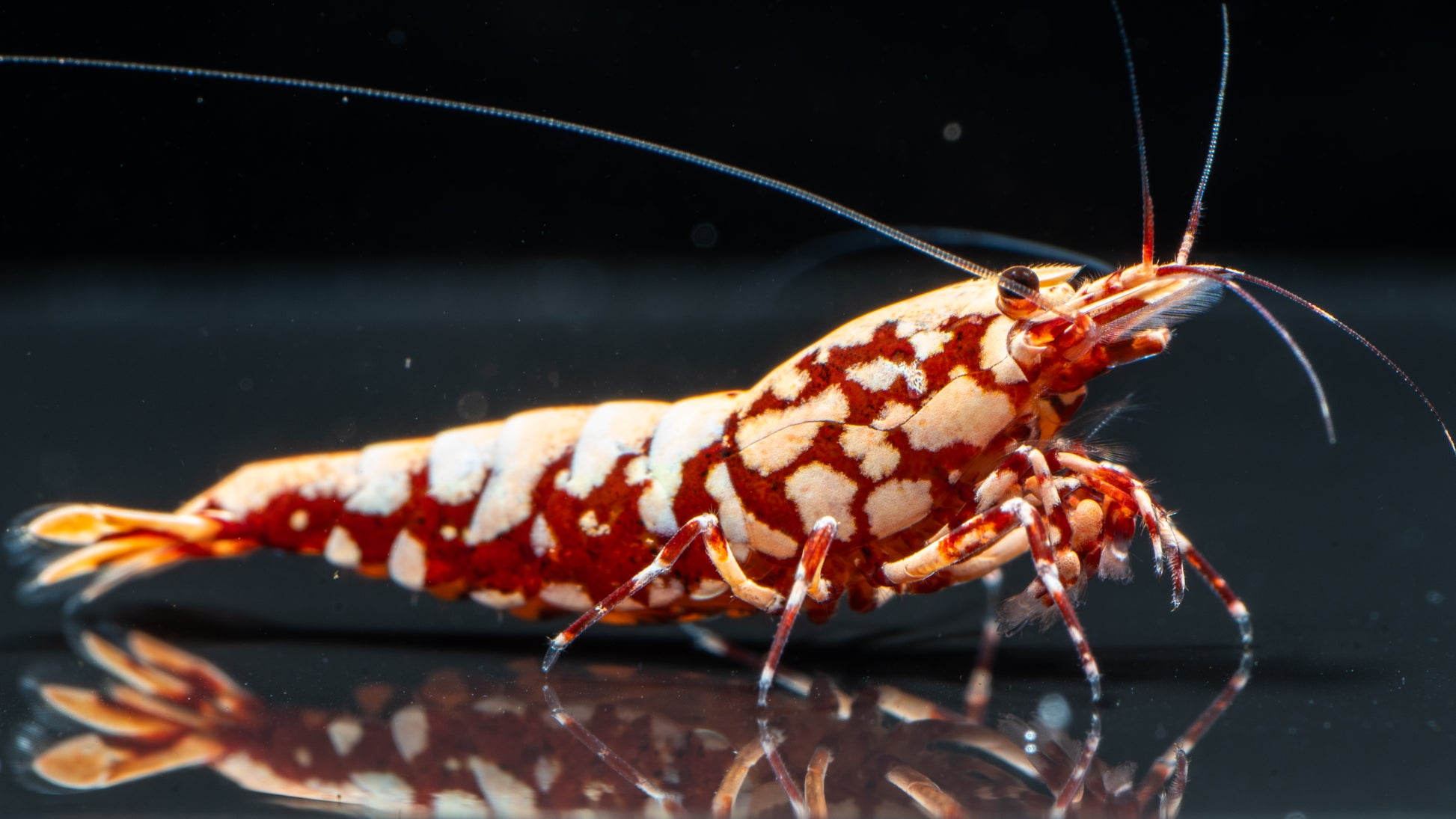 🦐 Red Snowflake Caridina