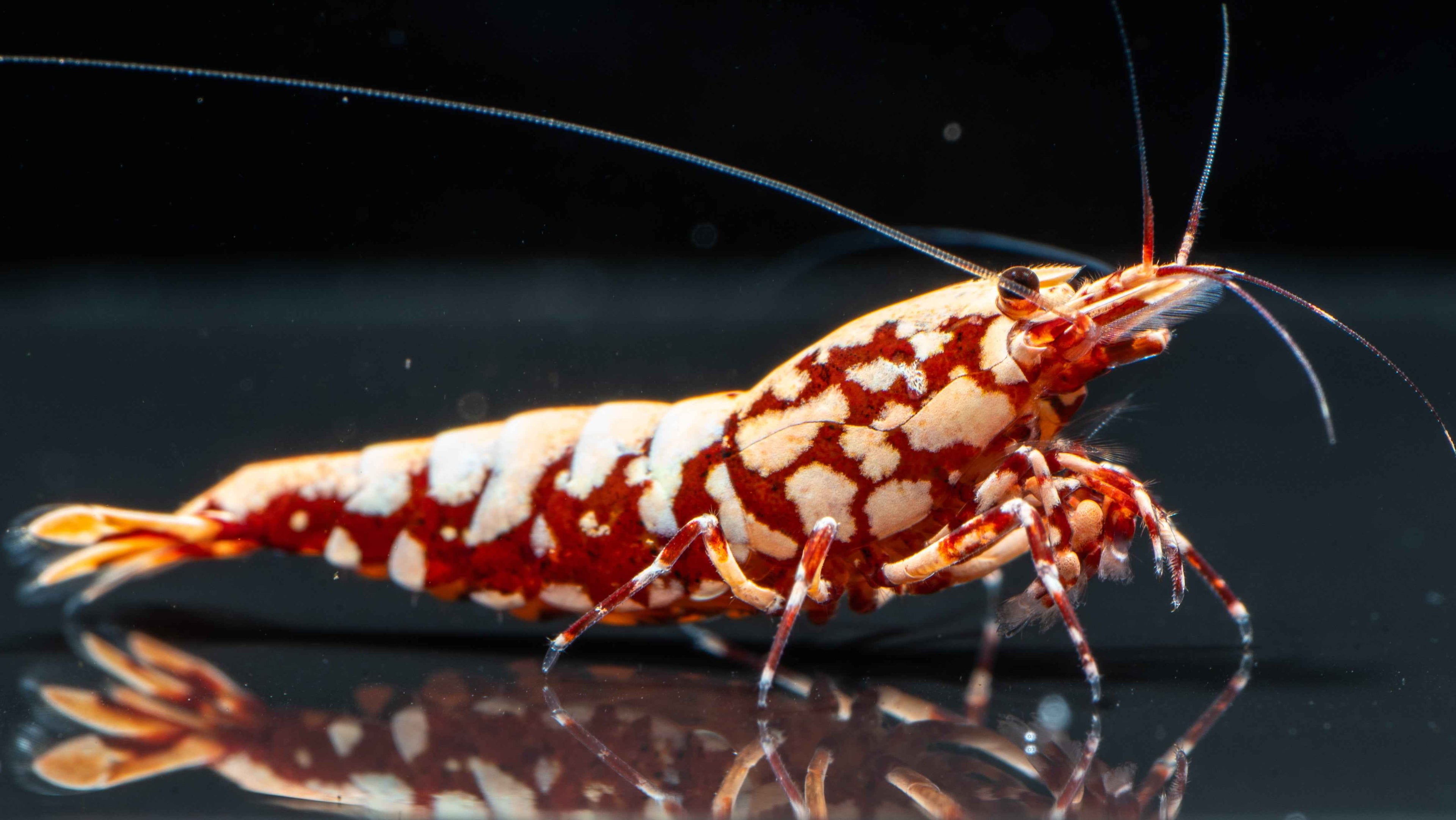 🦐 Red Snowflake Caridina - Simply Aquatic