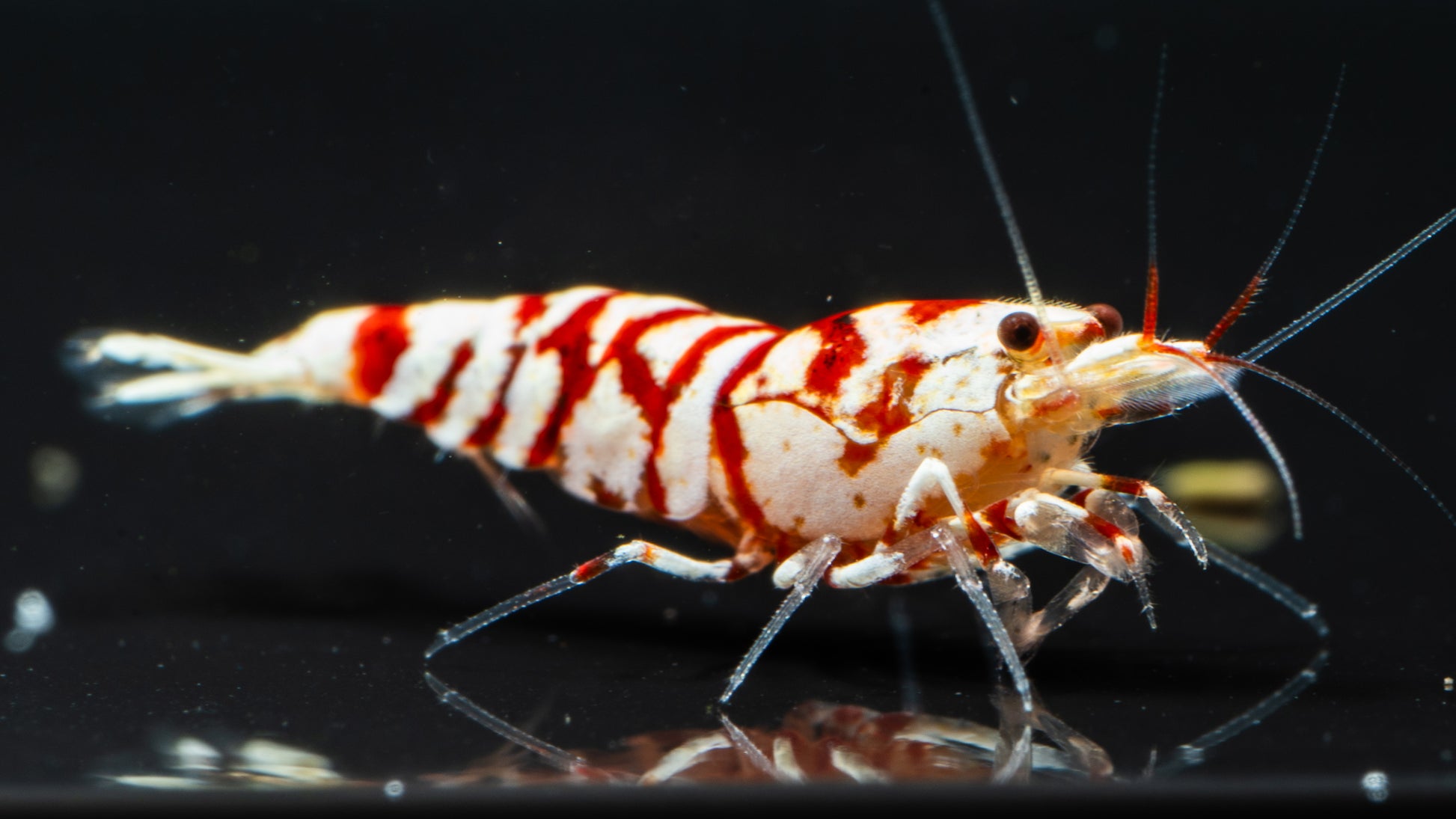 🦐 Red Fancy Tiger Caridina