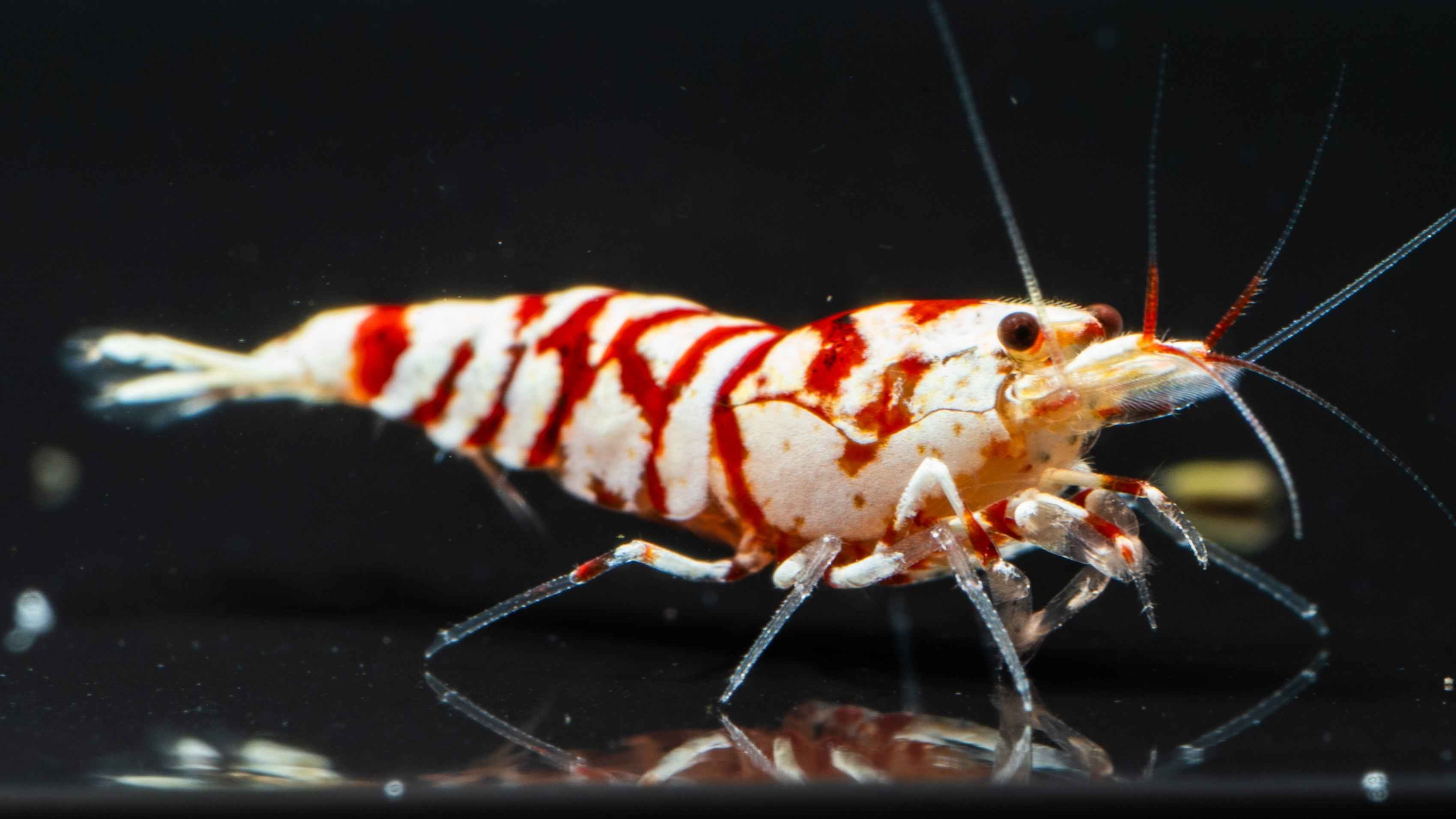 🦐 Red Fancy Tiger Caridina - Simply Aquatic
