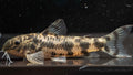 🐟 Aspidoras Catfish - Simply Aquatic