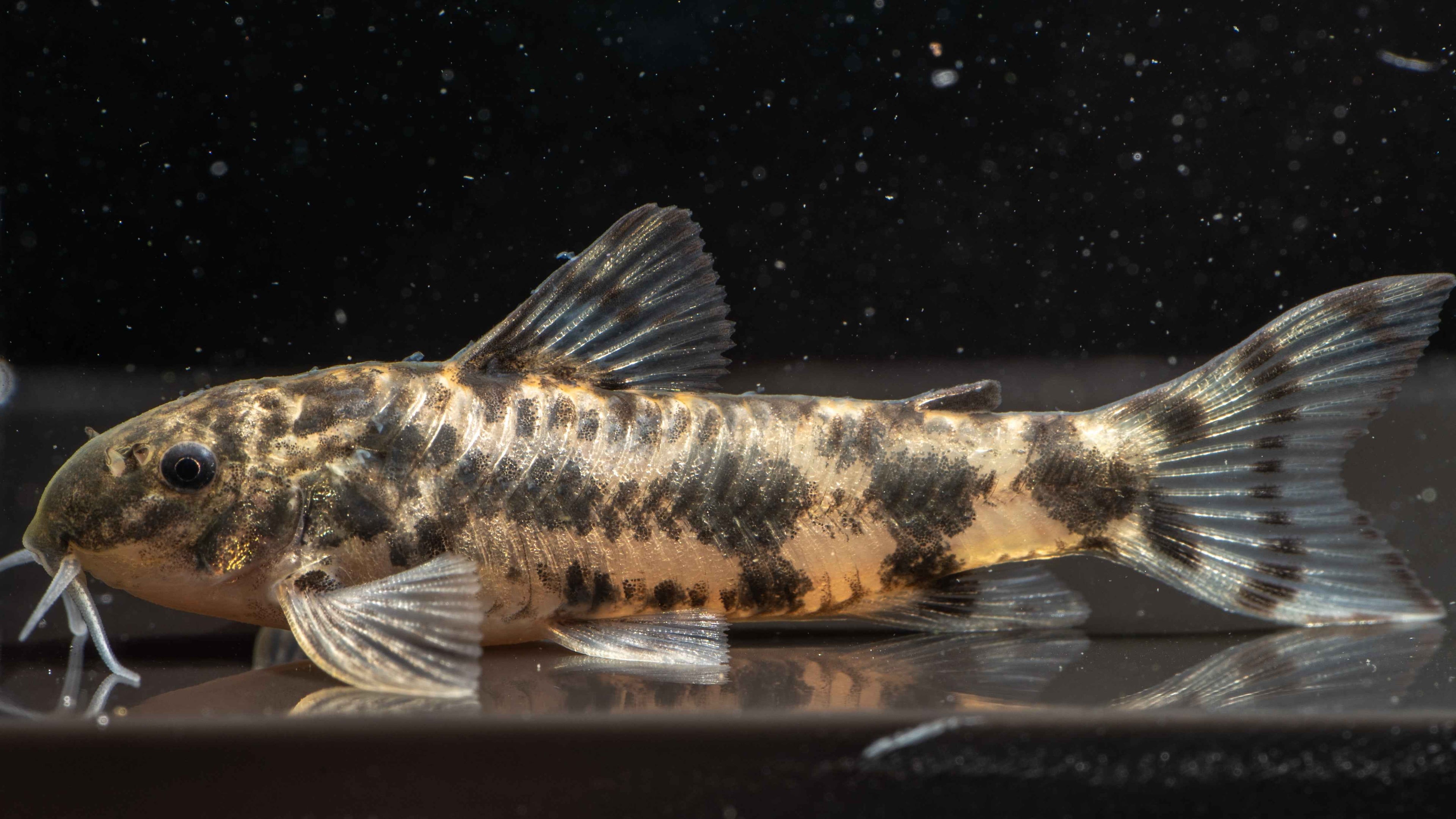 🐟 Aspidoras Catfish - Simply Aquatic