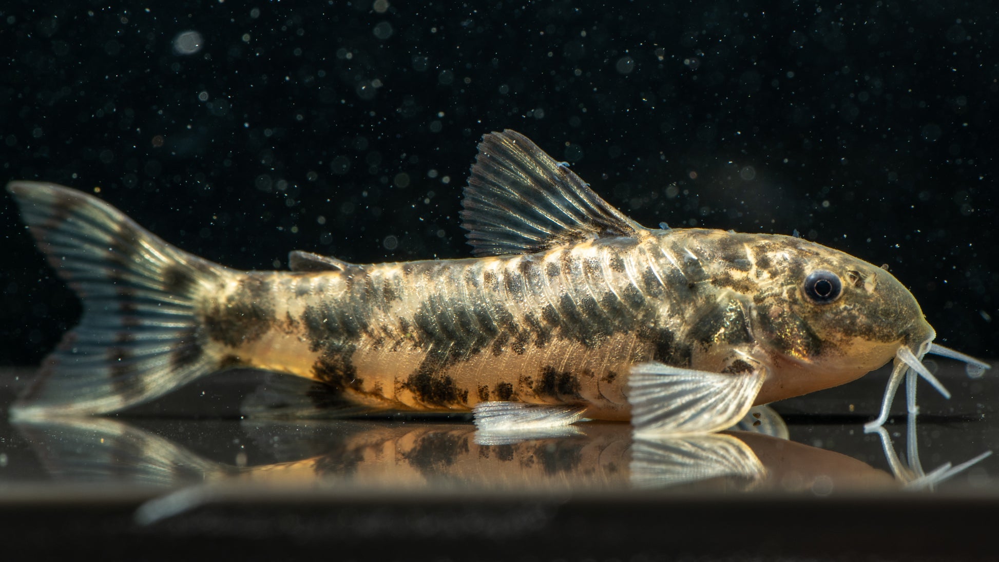 🐟 Aspidoras Catfish