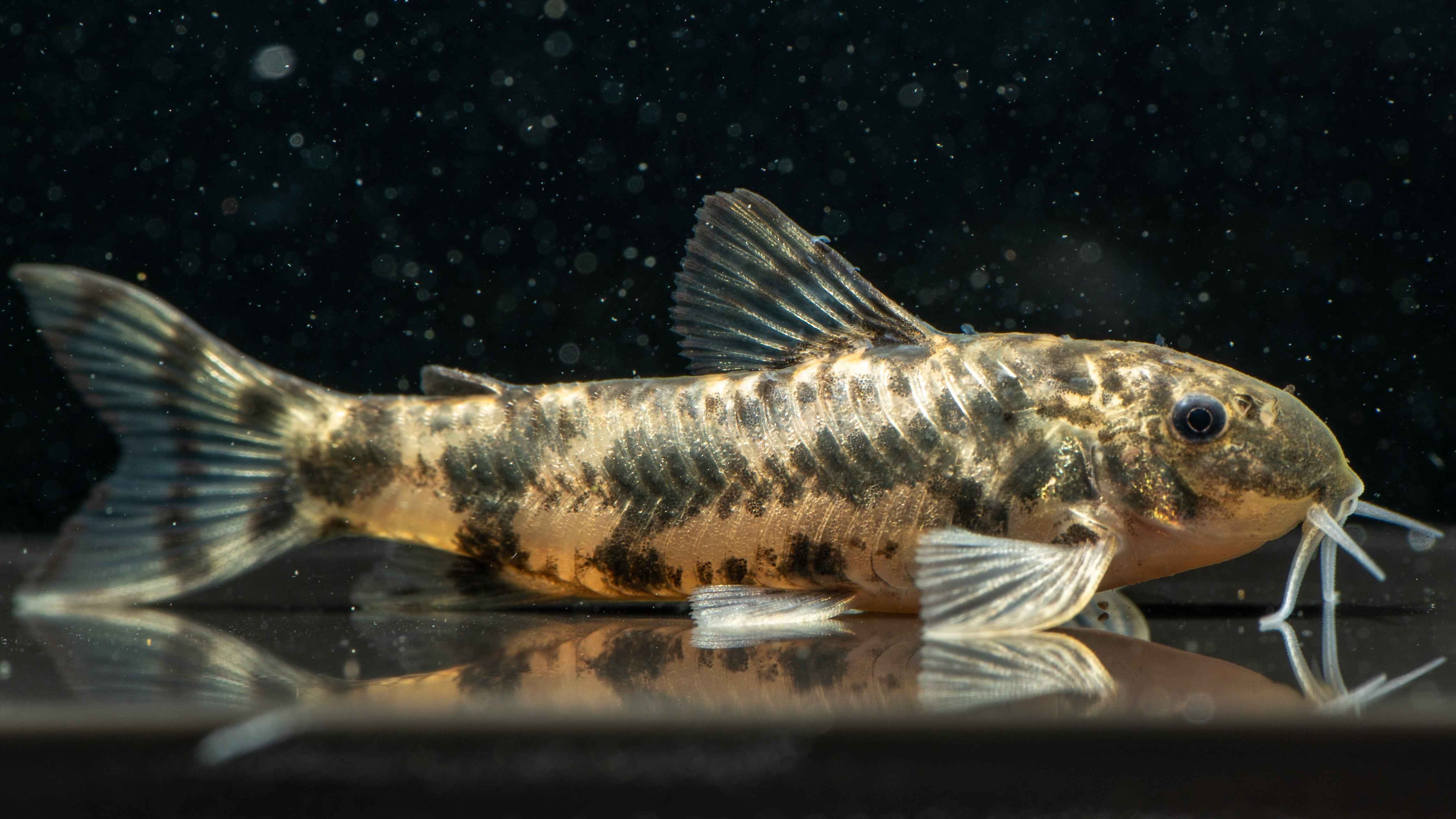 🐟 Aspidoras Catfish - Simply Aquatic