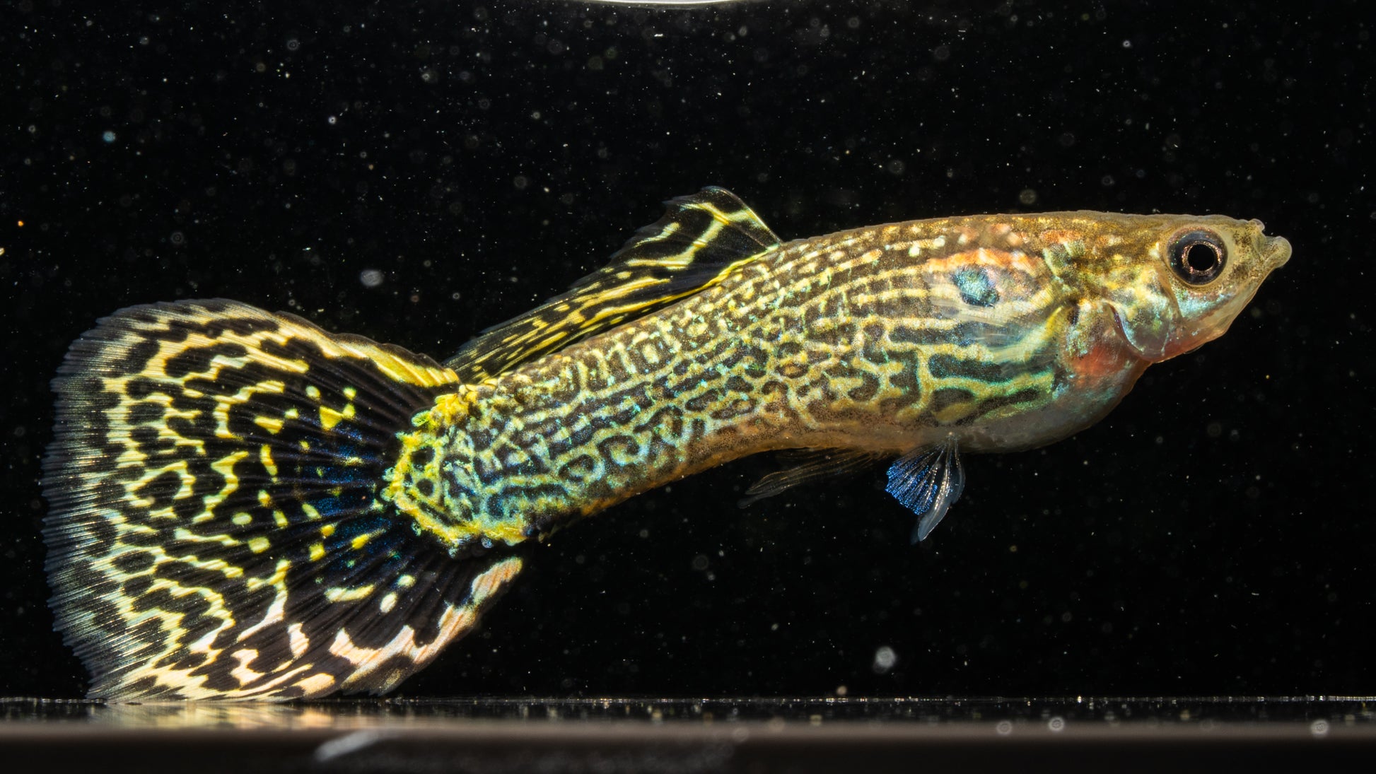 Mixed Variety Guppies (Individual)