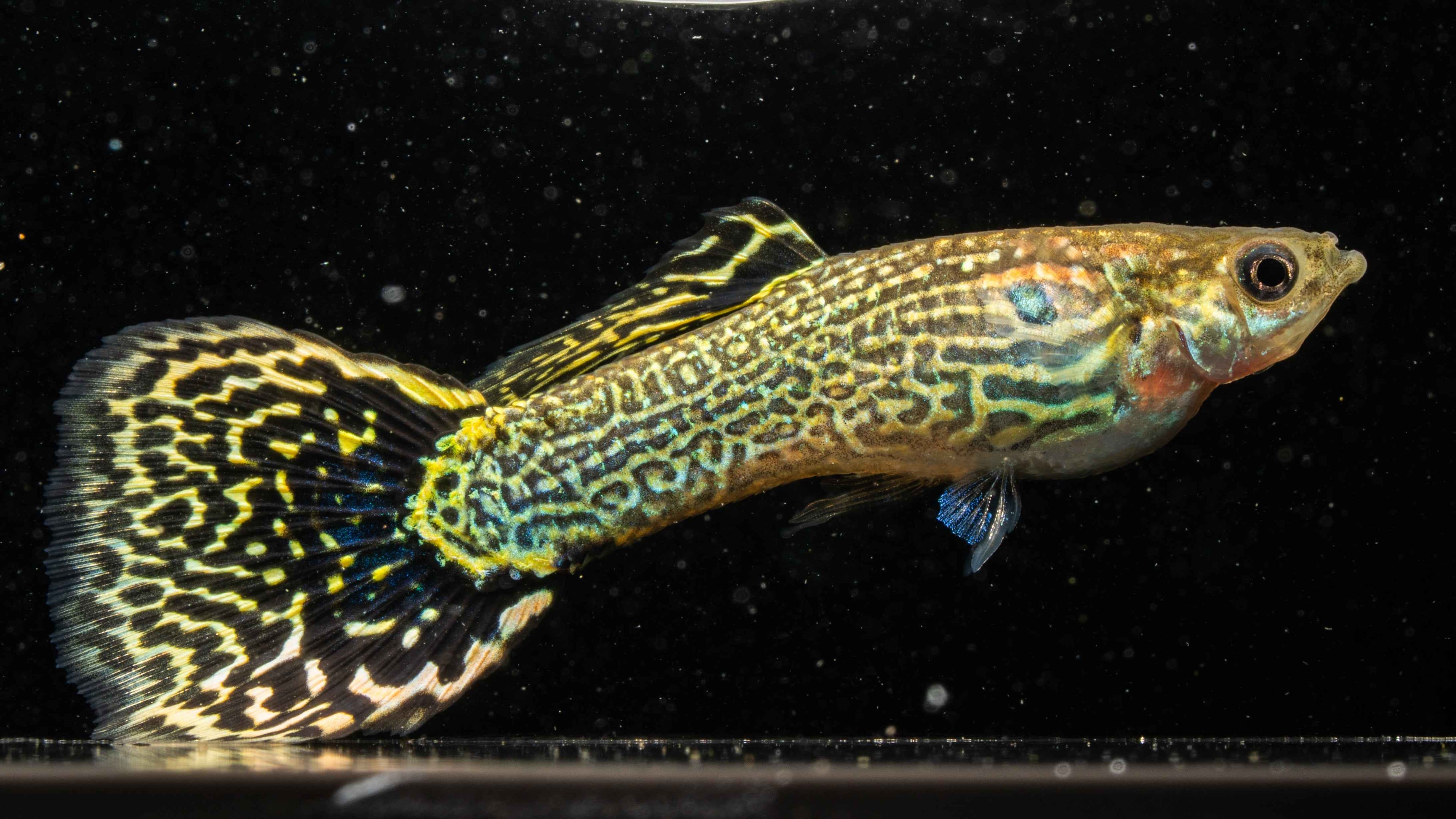 Mixed Variety Guppies (Individual) - Simply Aquatic