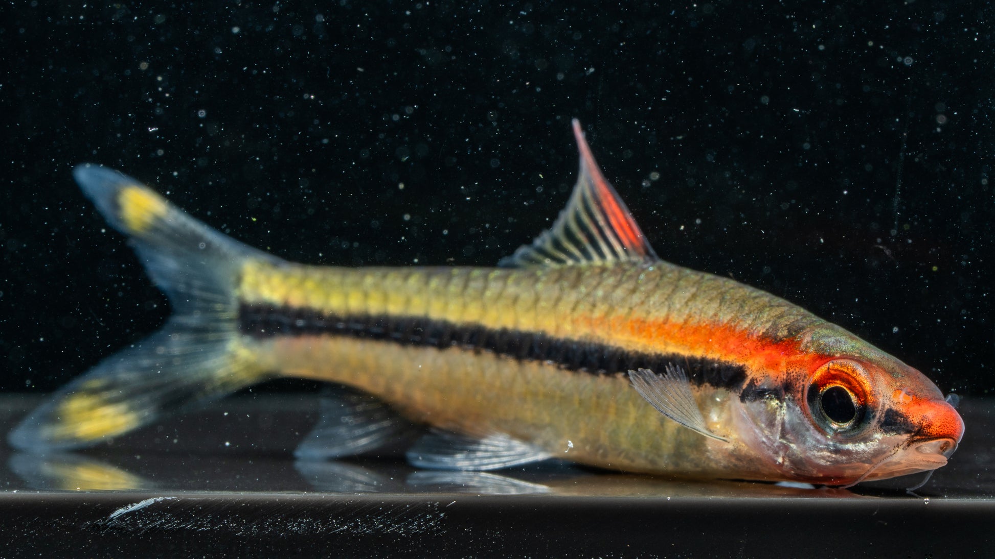 Red Nose Barb (Osteobrama rubripinnis)