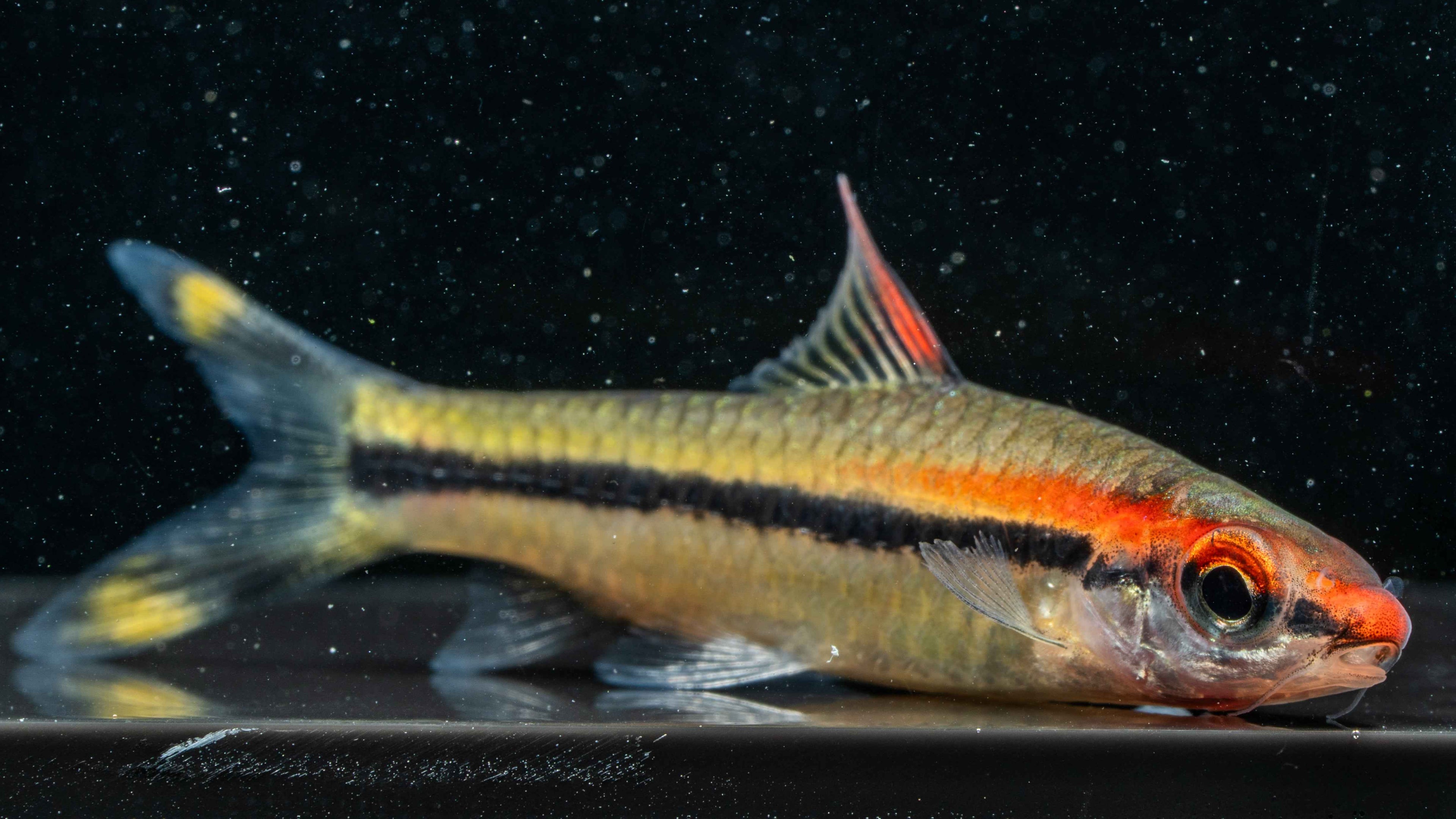 Red Nose Barb (Osteobrama rubripinnis) - Simply Aquatic