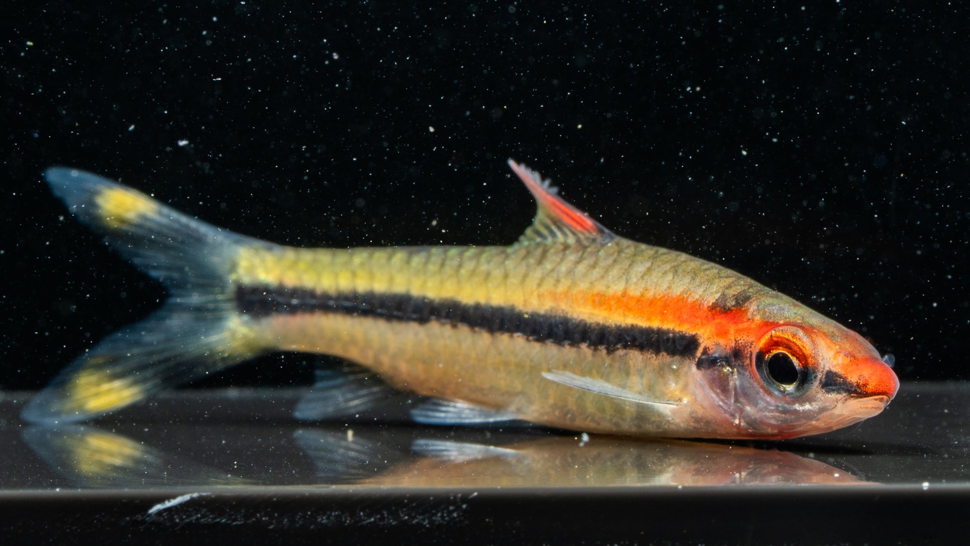 Red Nose Barb (Osteobrama rubripinnis)