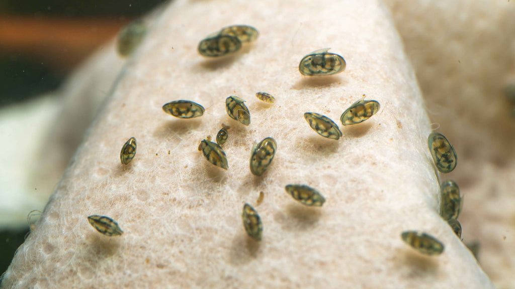 Seed Shrimp / Ostracod Starter Culture - Simply Aquatic
