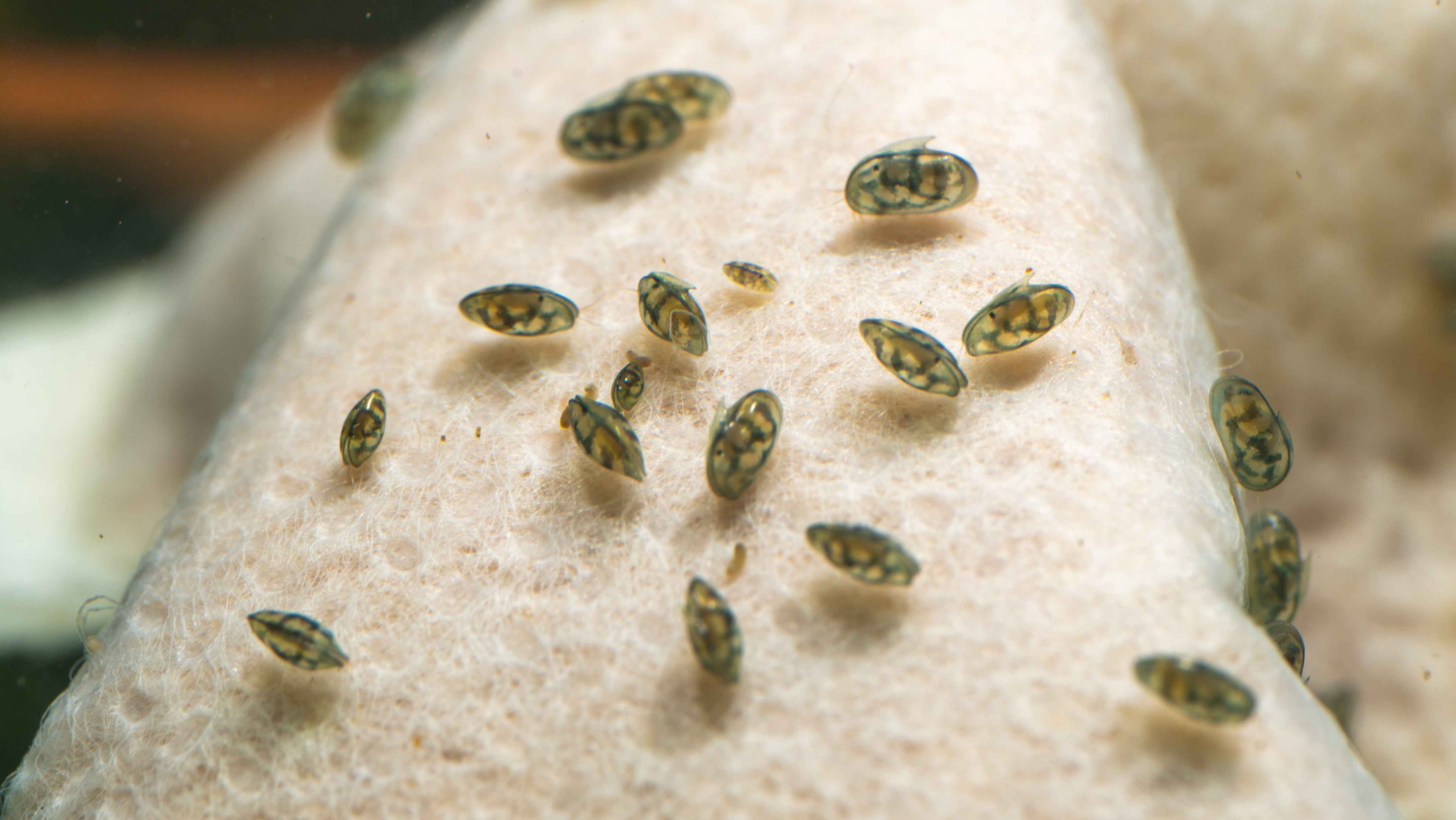Seed Shrimp / Ostracod Starter Culture - Simply Aquatic