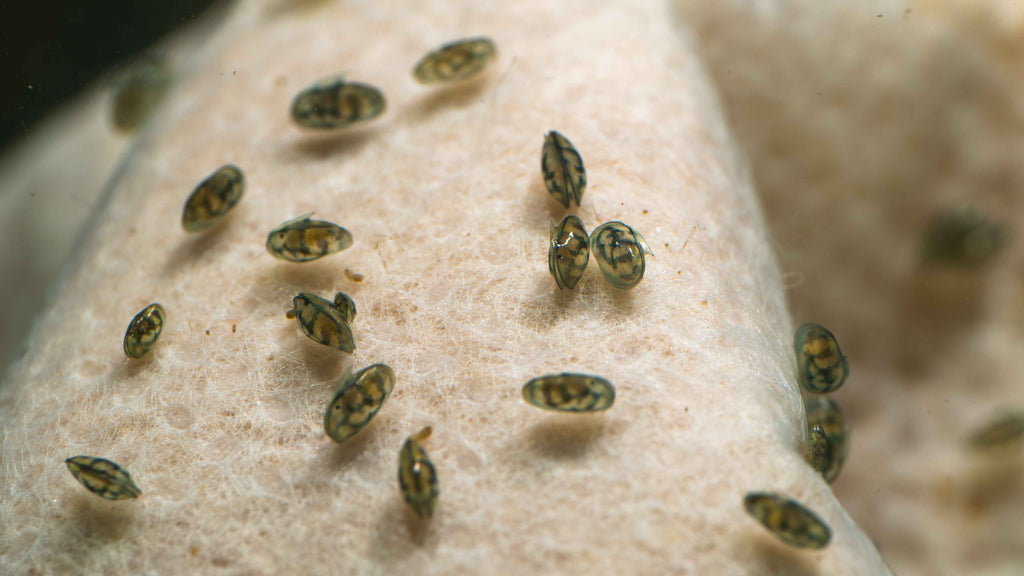 Seed Shrimp / Ostracod Starter Culture - Simply Aquatic