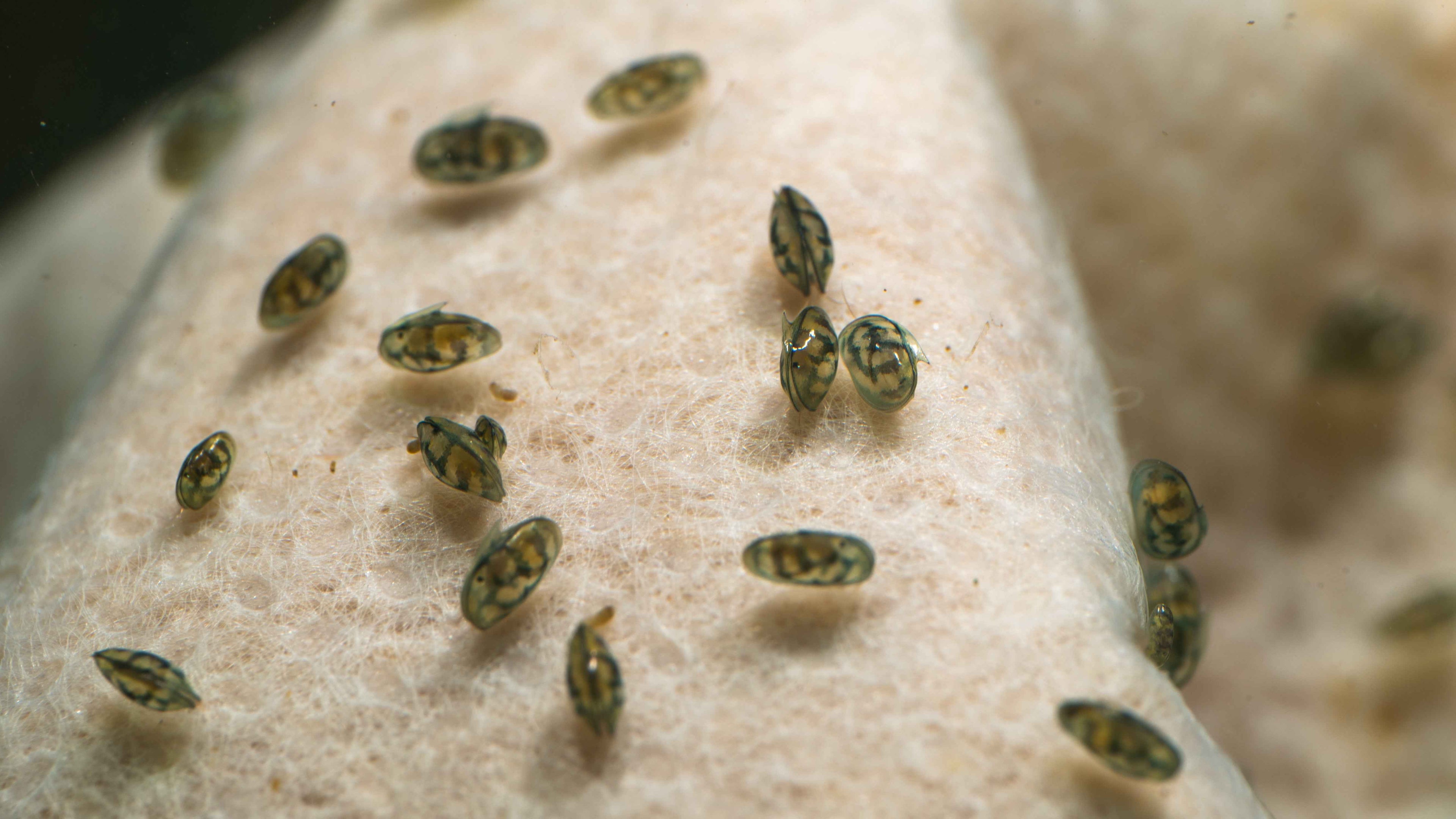 Seed Shrimp / Ostracod Starter Culture - Simply Aquatic