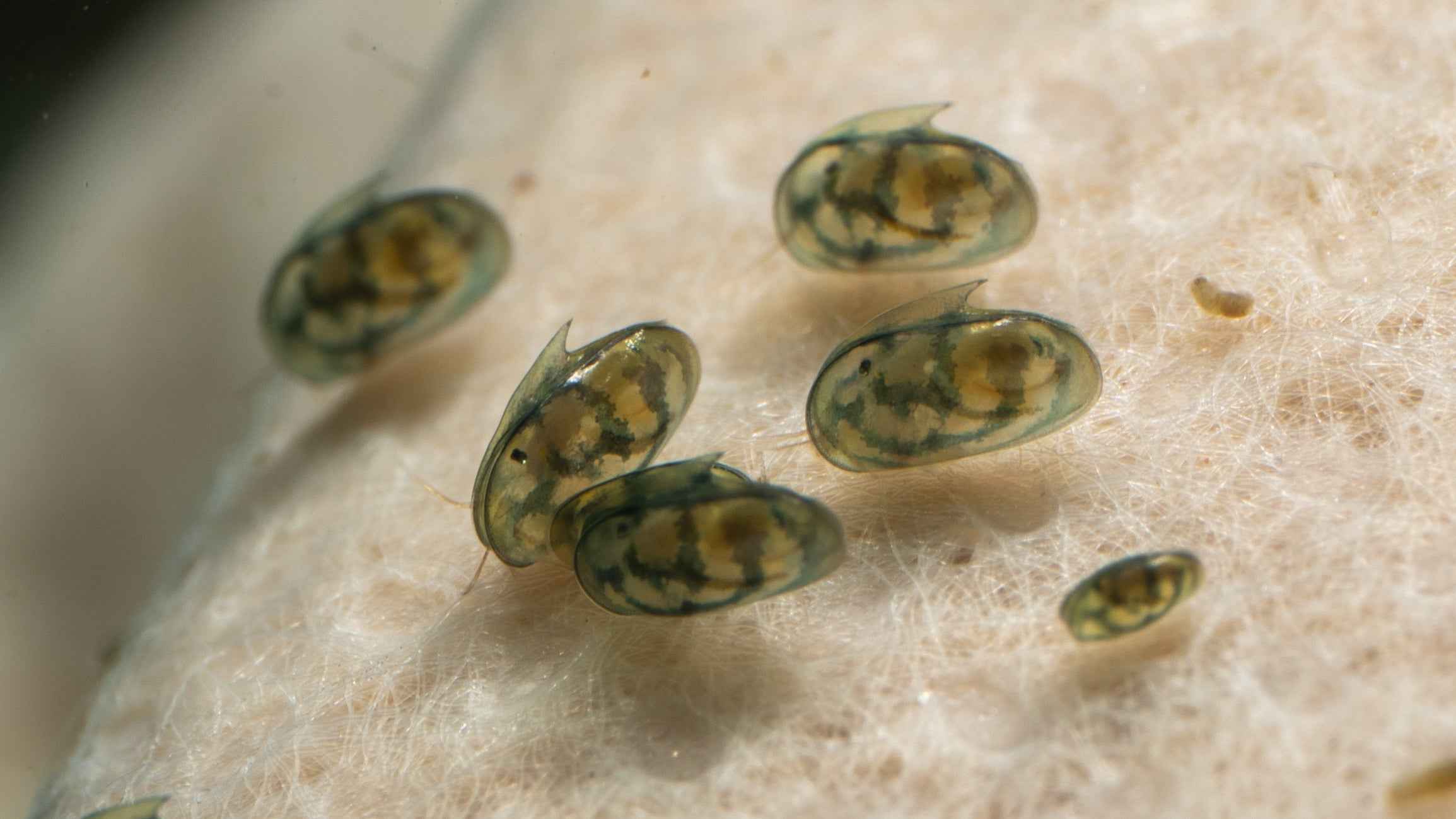 Seed Shrimp / Ostracod Starter Culture - Simply Aquatic