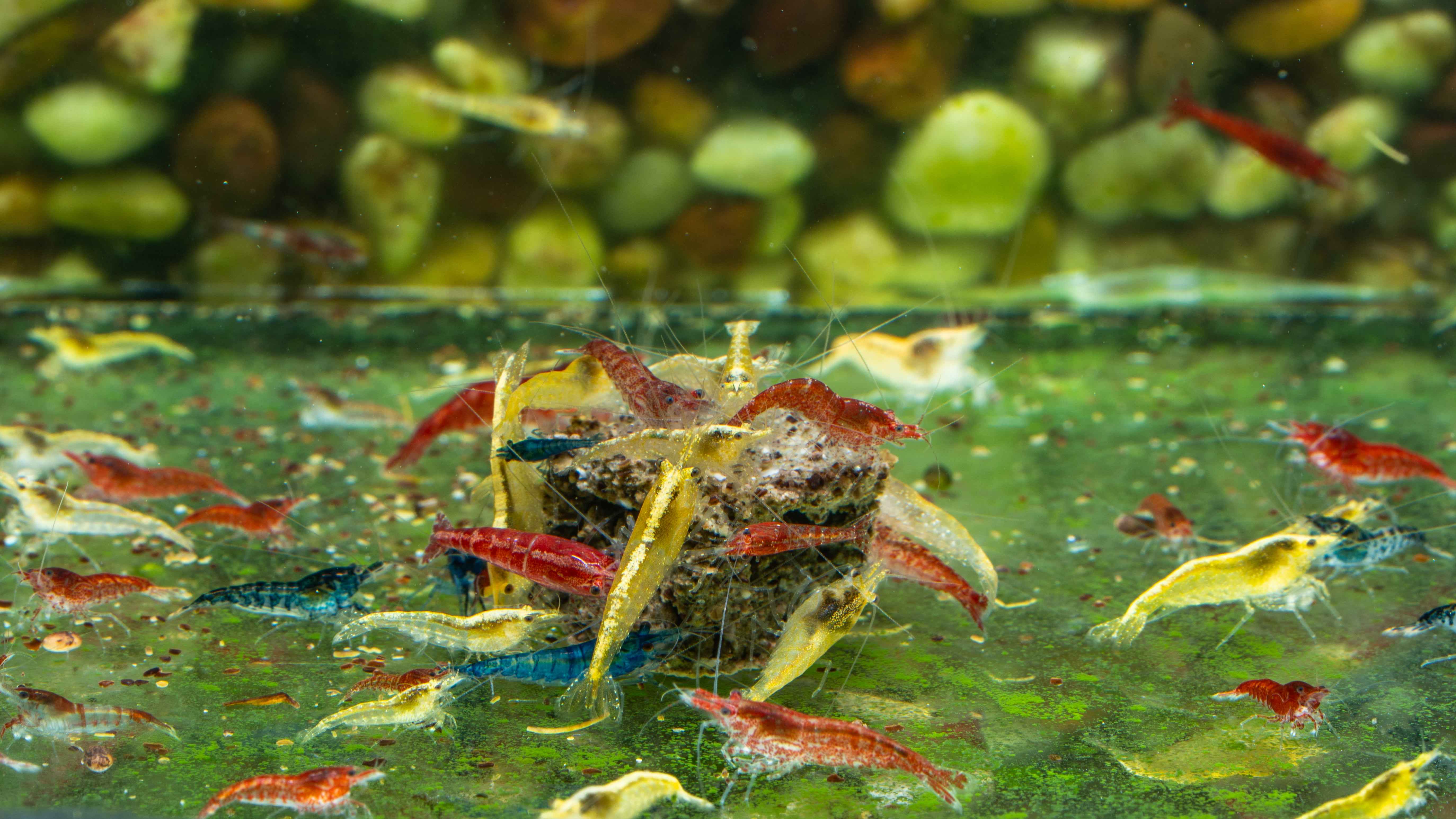 Shrimp – Simply Aquatic
