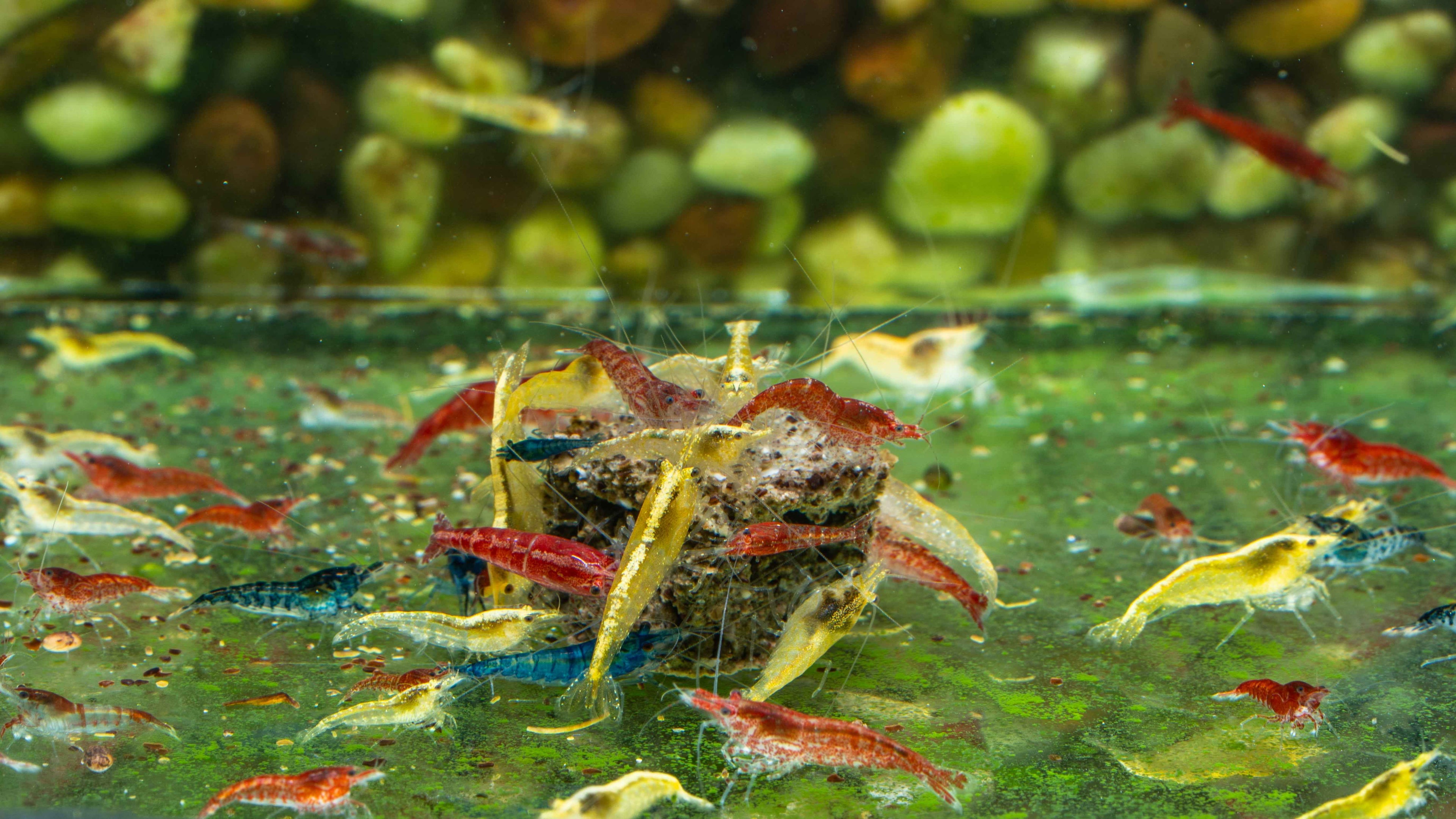 Skittles Mix Neocaridina Shrimp (10 Pack) - Simply Aquatic