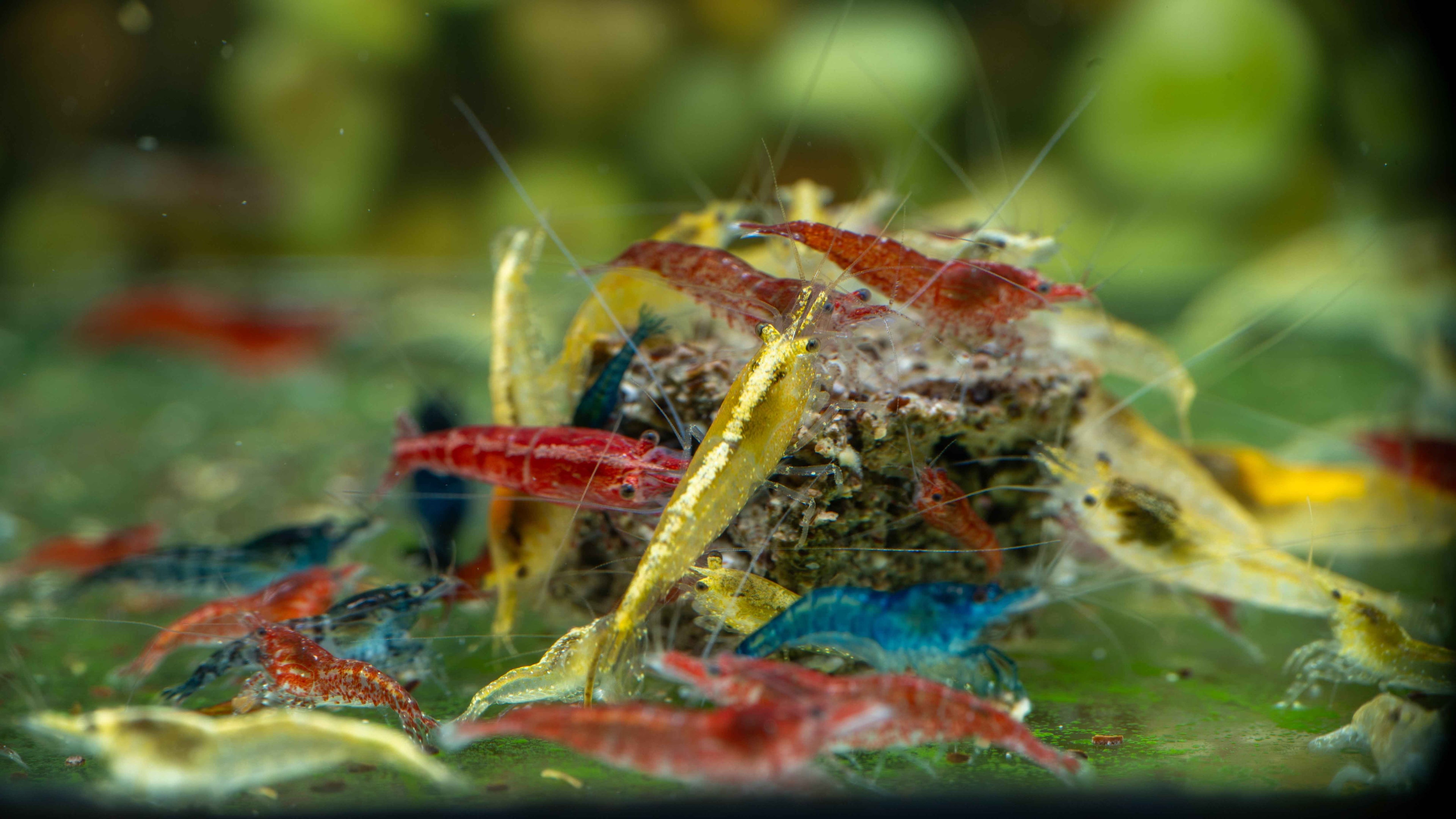 Skittles Mix Neocaridina Shrimp (10 Pack) - Simply Aquatic