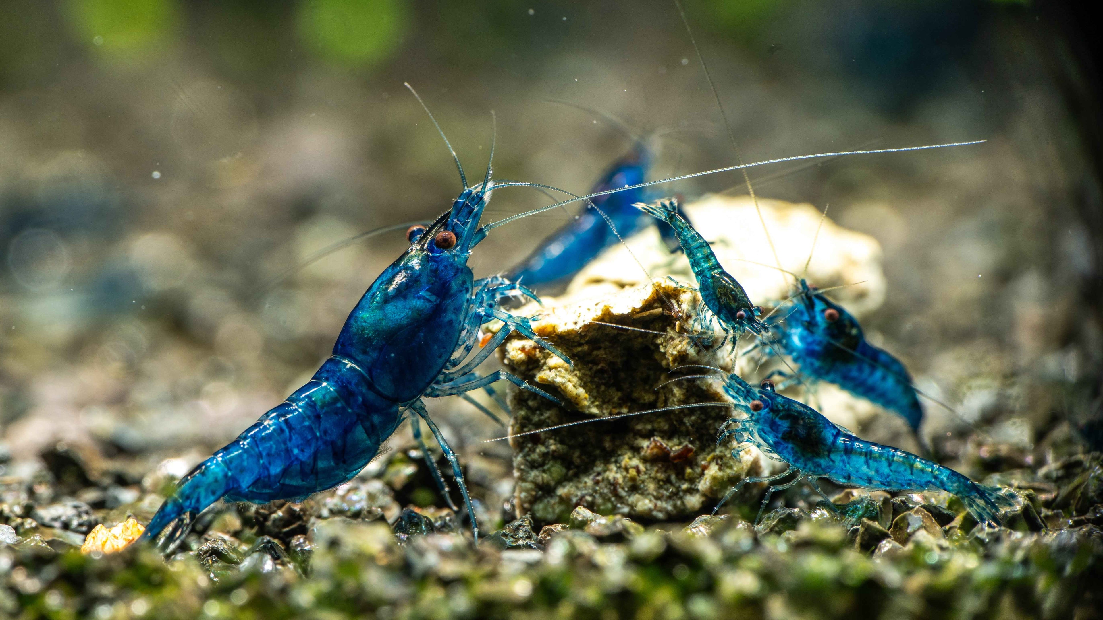 💎 Blue Dream Shrimp (Neocaridina) - Simply Aquatic