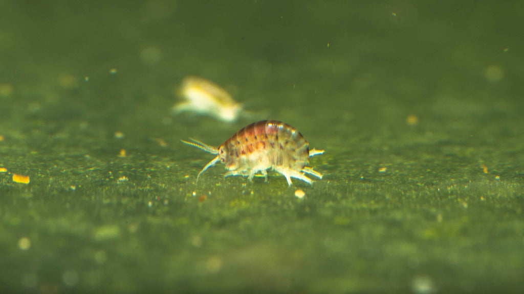 Scud / Gammarus Starter Culture - Simply Aquatic