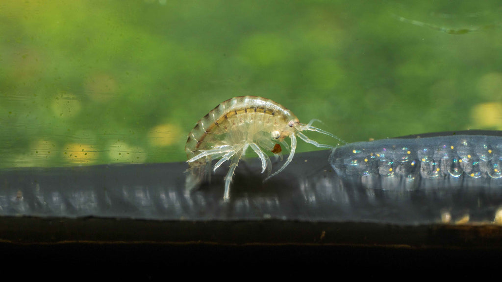 Scud / Gammarus Starter Culture - Simply Aquatic