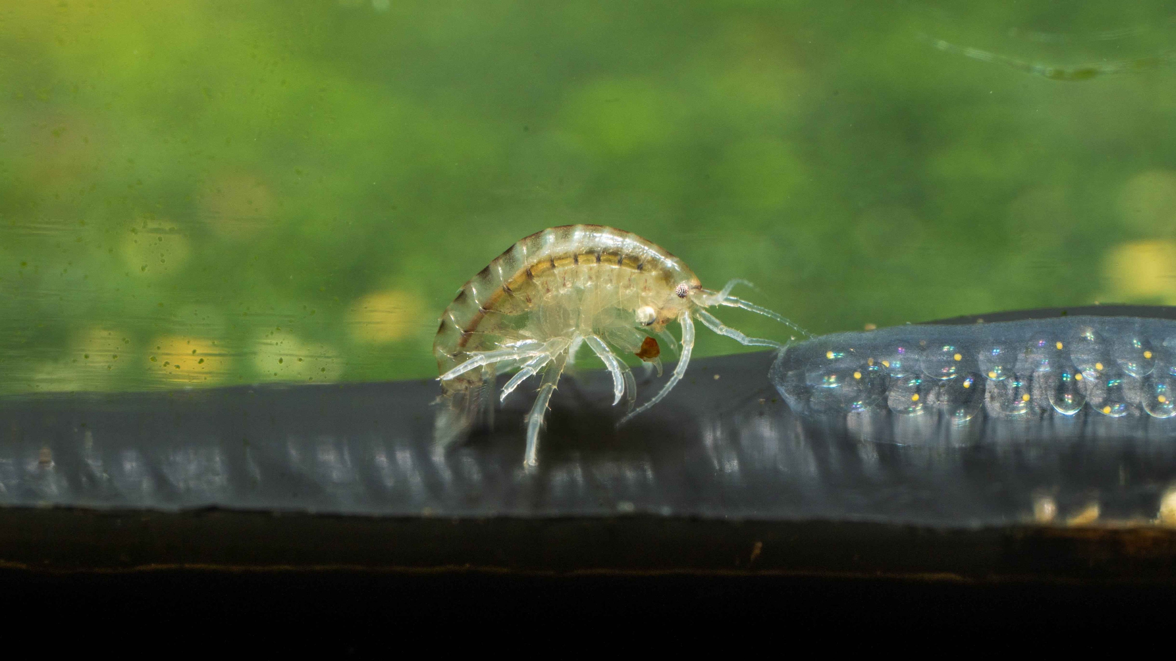 Scud / Gammarus Starter Culture - Simply Aquatic