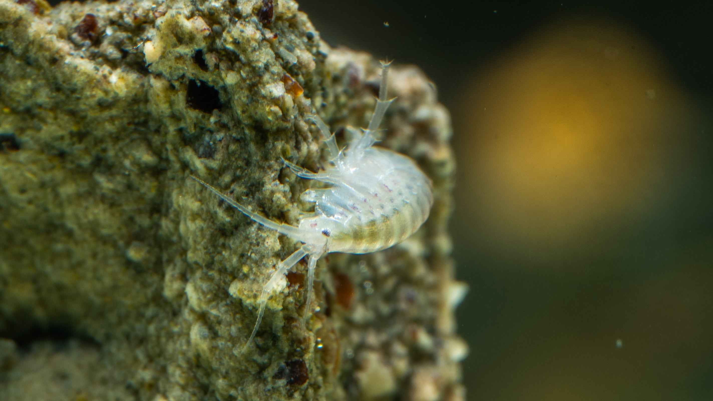 Scud / Gammarus Starter Culture - Simply Aquatic