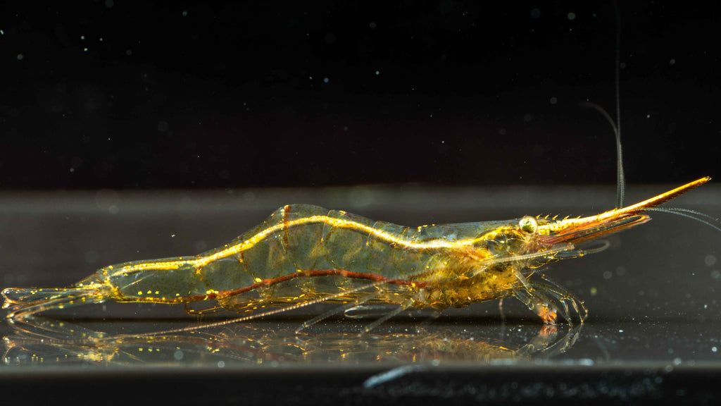 Pinocchio Shrimp (Red Nose Shrimp) Caridina gracilirostris - Simply Aquatic