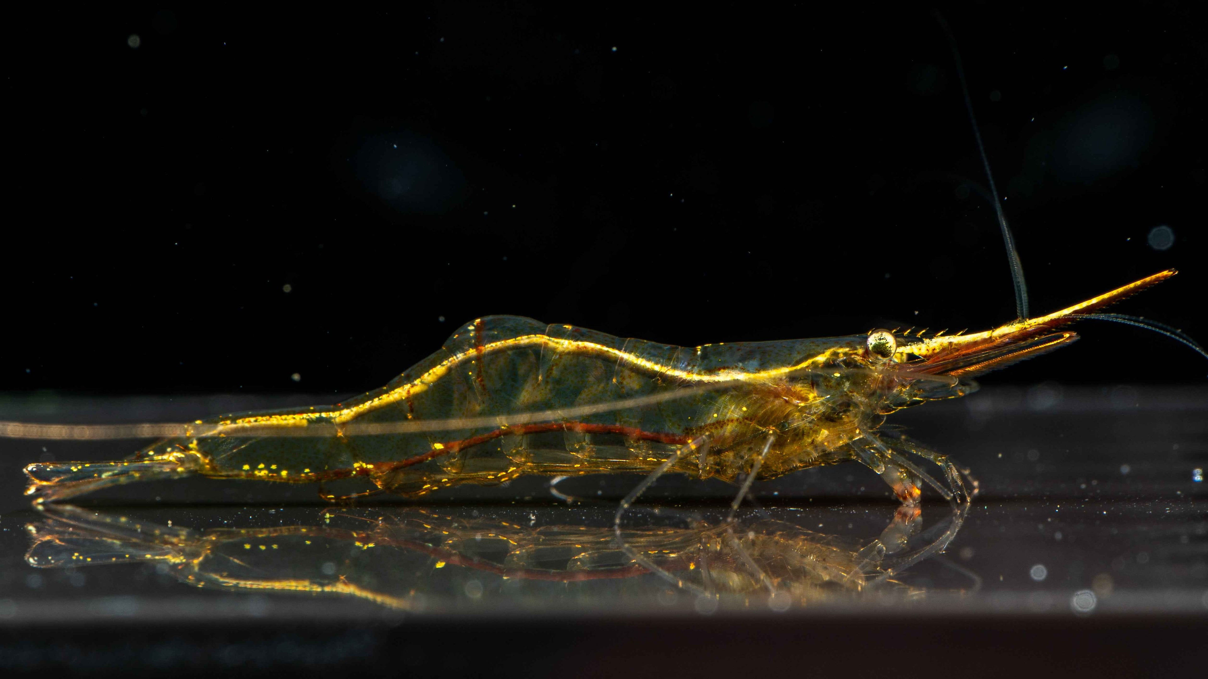 Pinocchio Shrimp (Red Nose Shrimp) Caridina gracilirostris - Simply Aquatic
