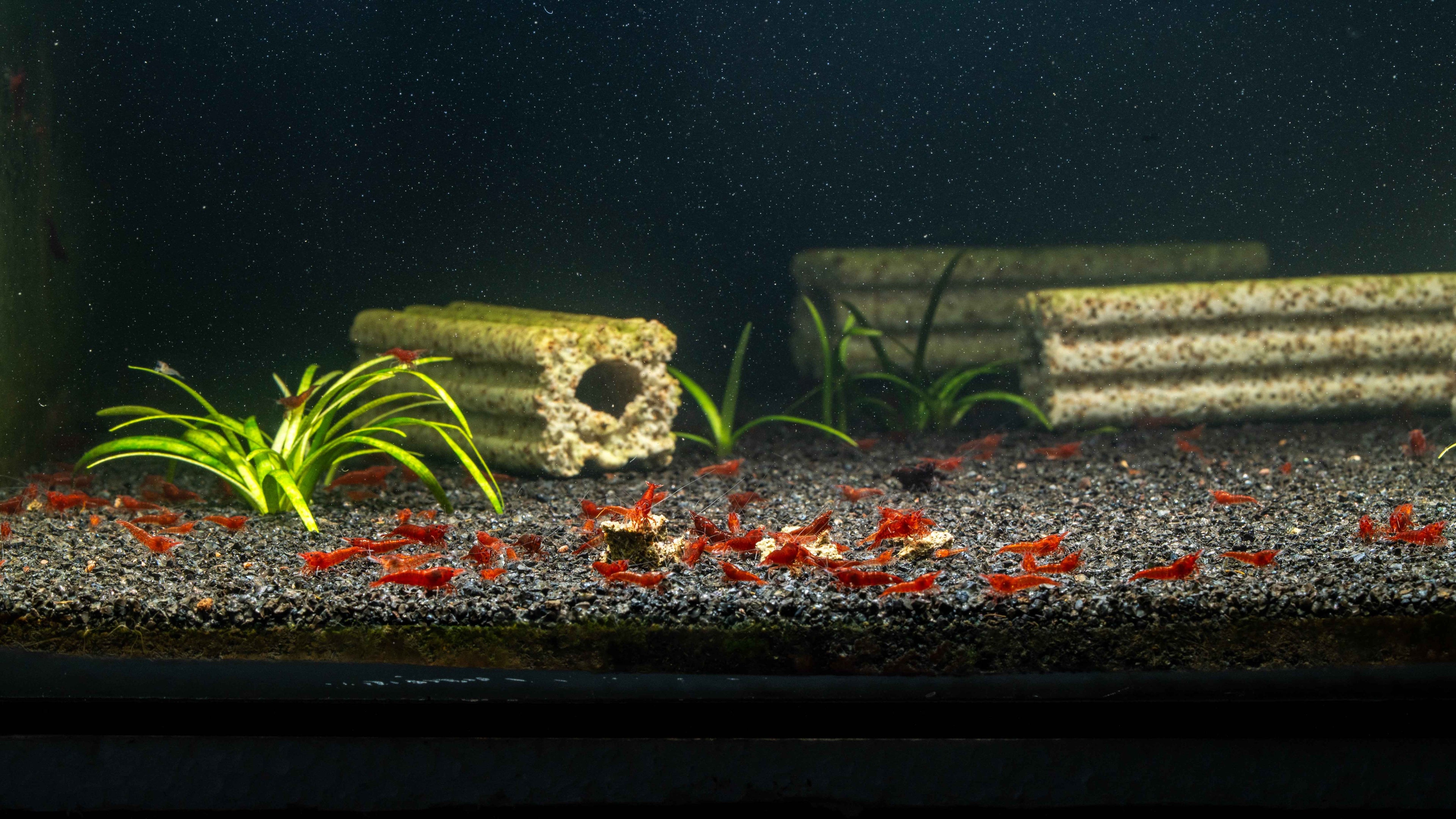 🩸 Bloody Mary Shrimp (Neocaridina) - Simply Aquatic