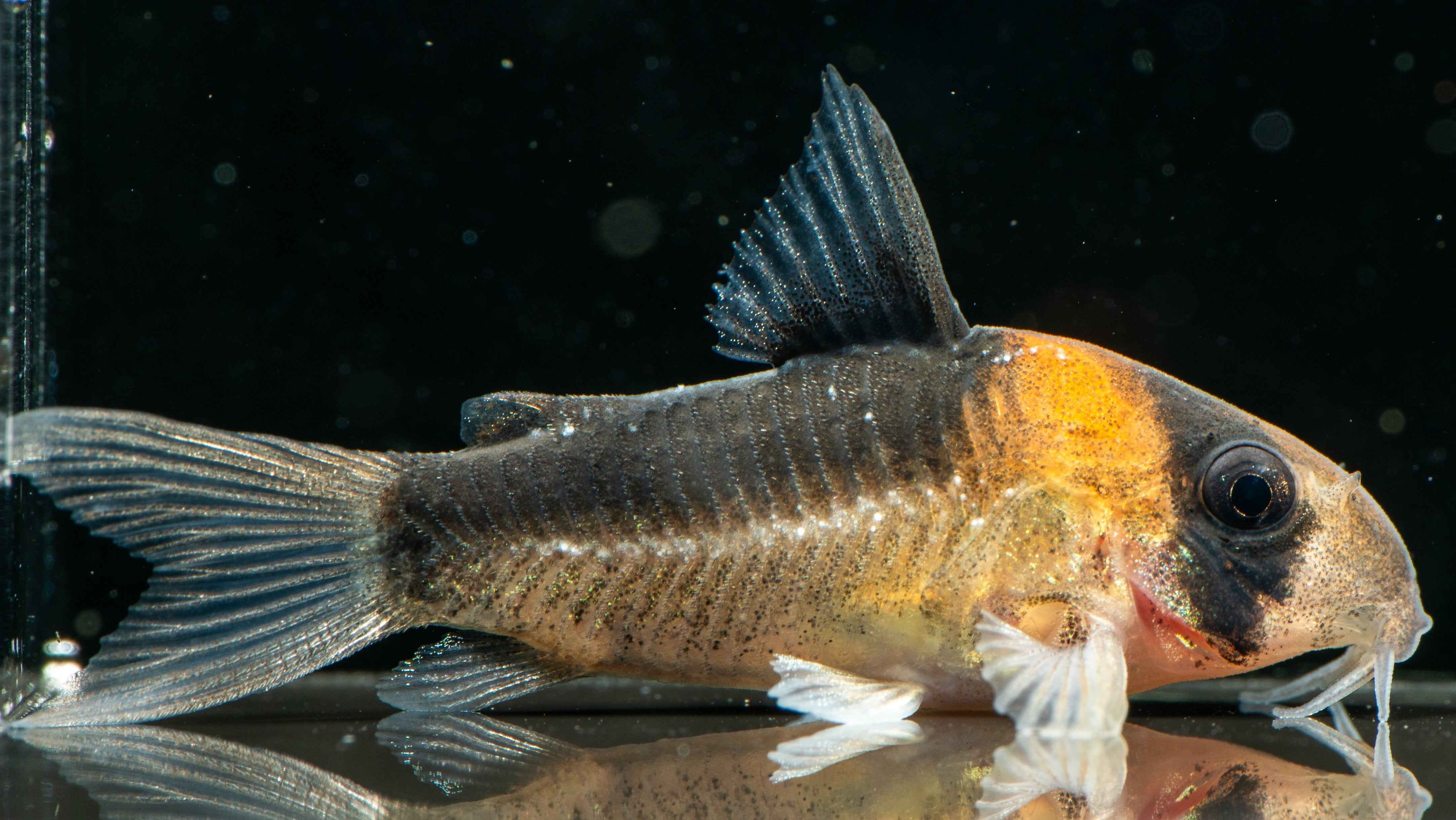 Adolfo Cory (Corydoras adolfoi) - Simply Aquatic