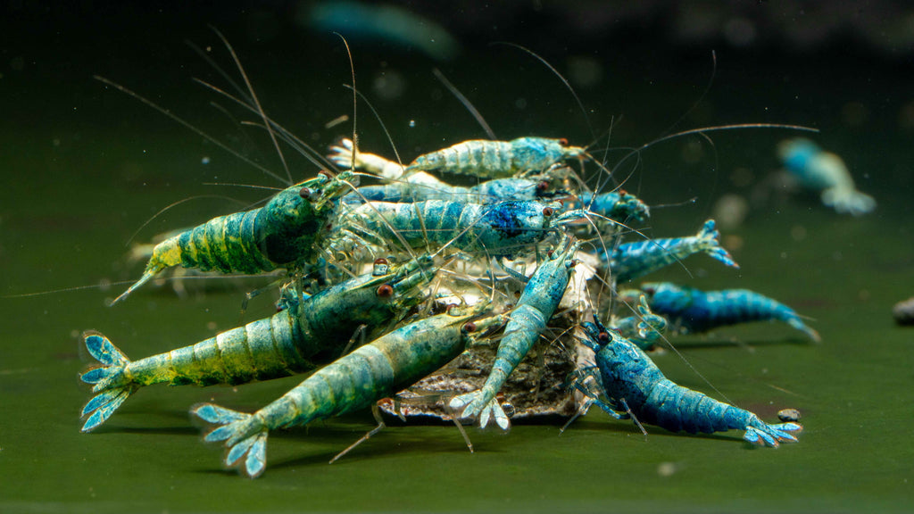 Blue Bolt Caridina - Simply Aquatic