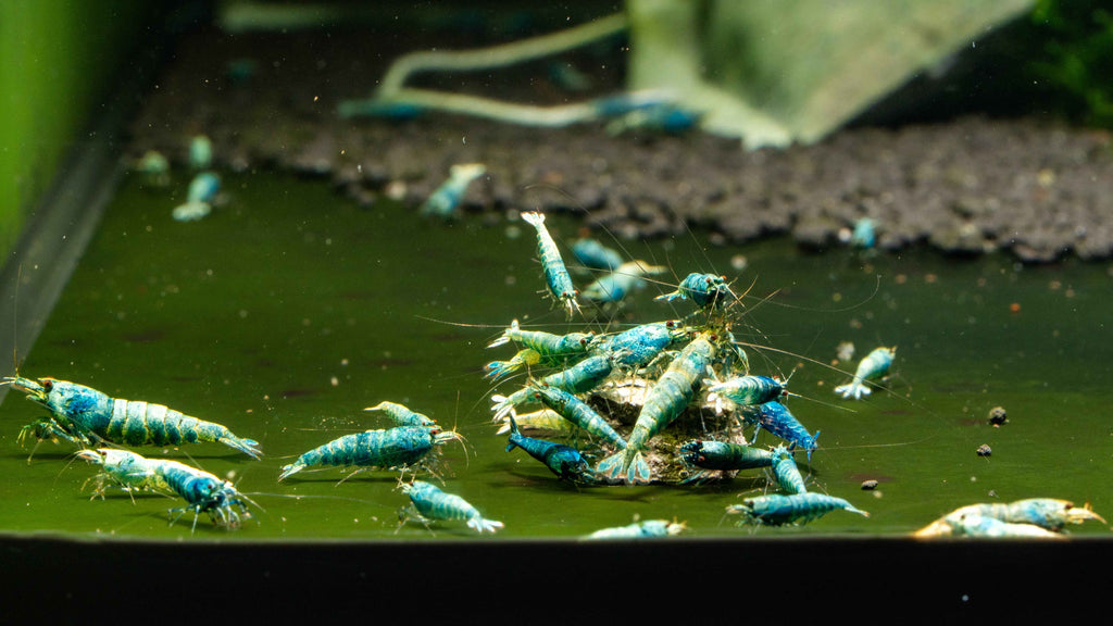 Blue Bolt Caridina - Simply Aquatic
