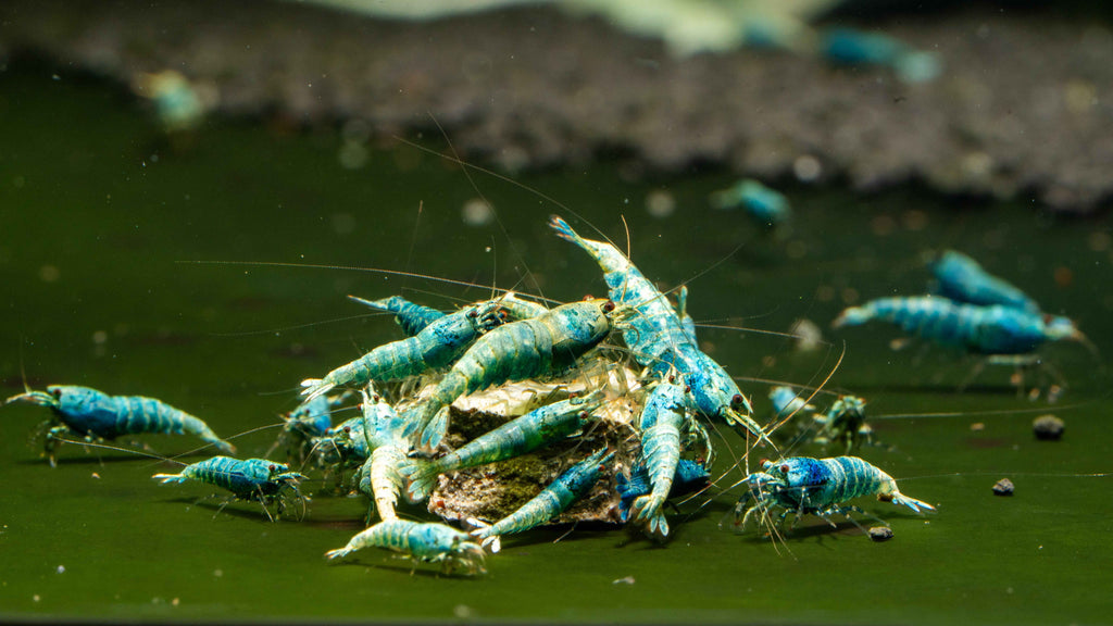Blue Bolt Caridina - Simply Aquatic