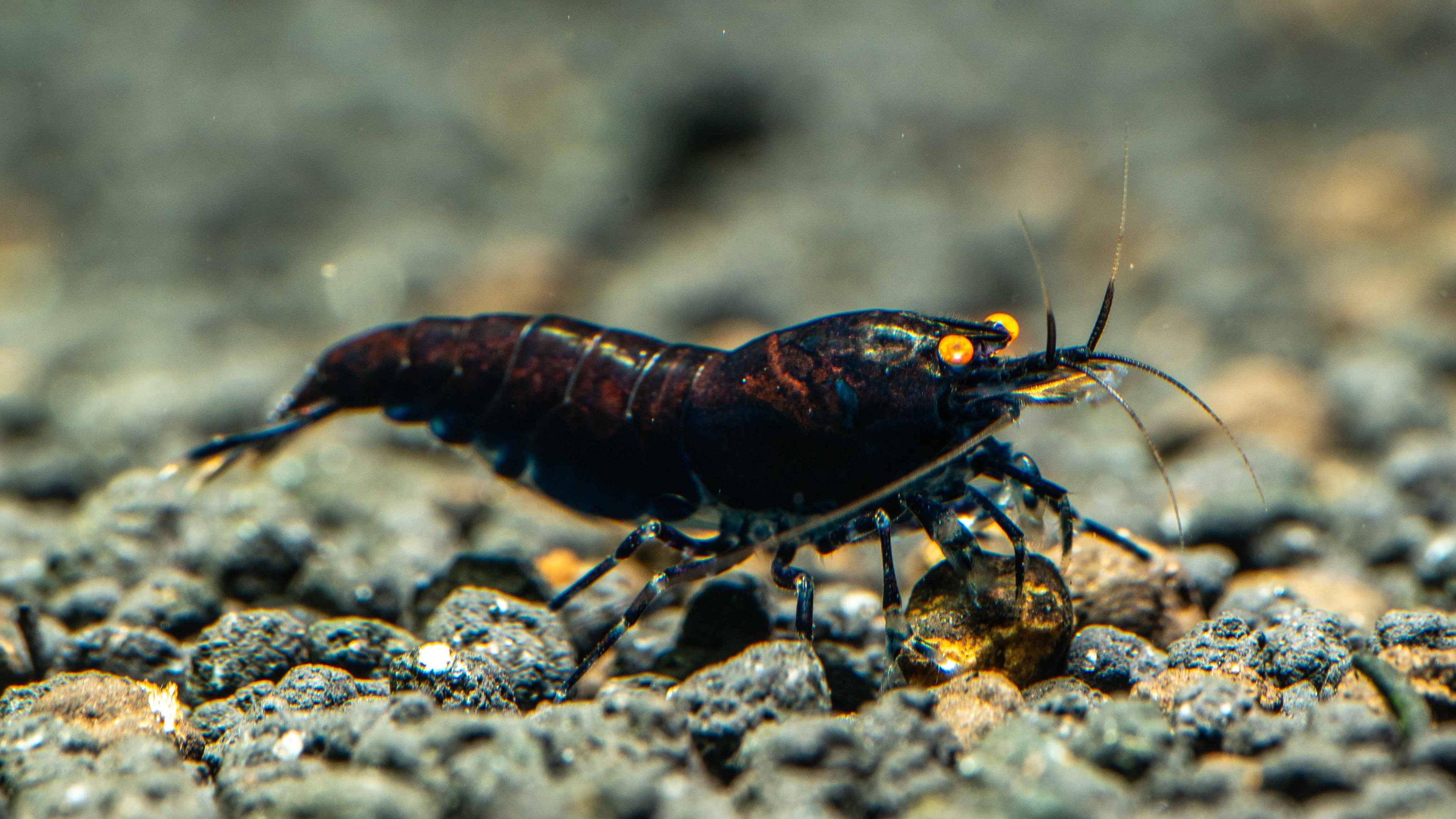 Orange Eye Royal Blue Caridina Shrimp - Simply Aquatic