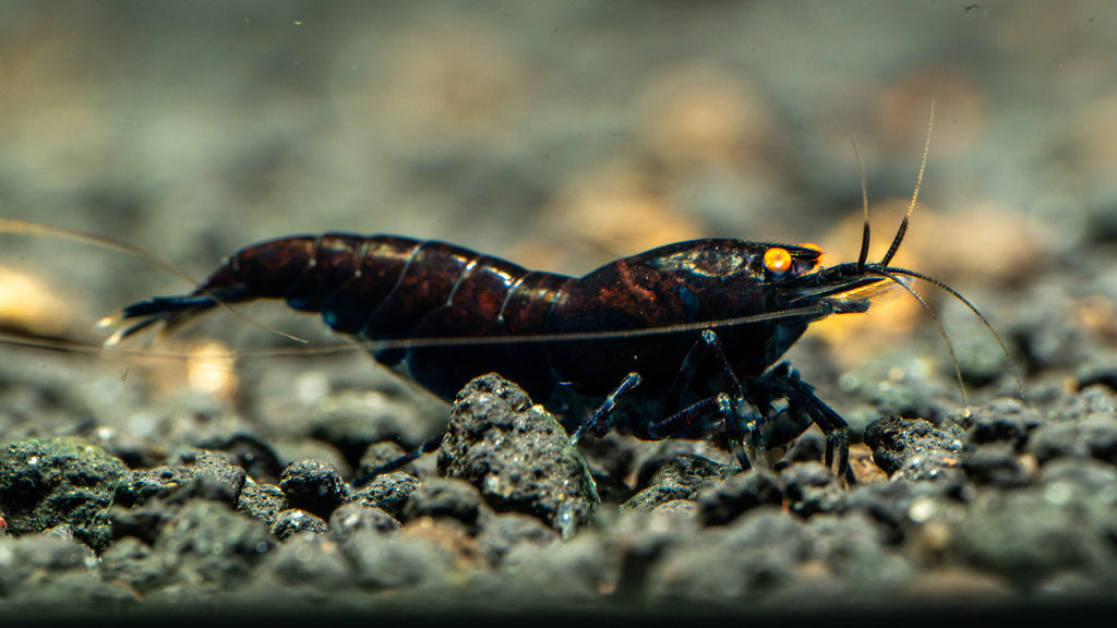 Orange Eye Royal Blue Caridina Shrimp - Simply Aquatic