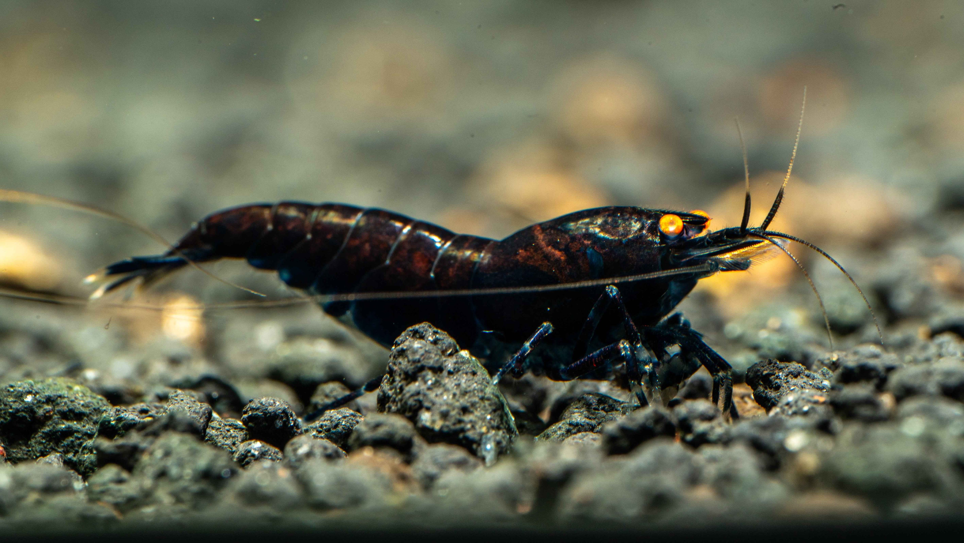 Orange Eye Royal Blue Caridina Shrimp - Simply Aquatic