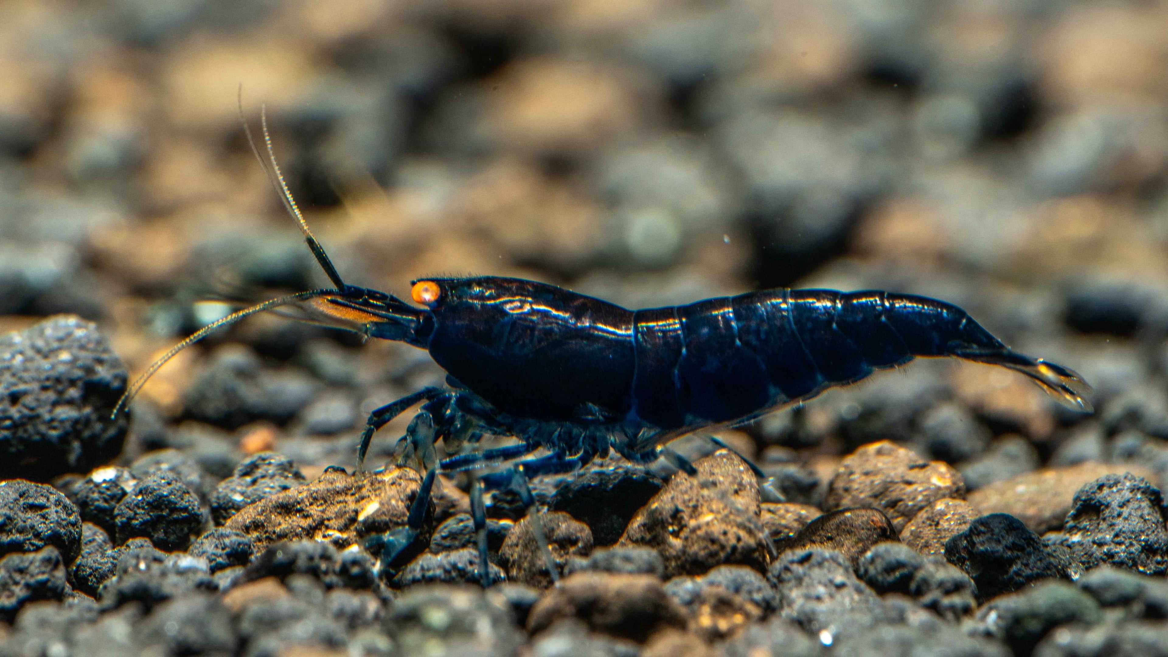 Orange Eye Royal Blue Caridina Shrimp - Simply Aquatic