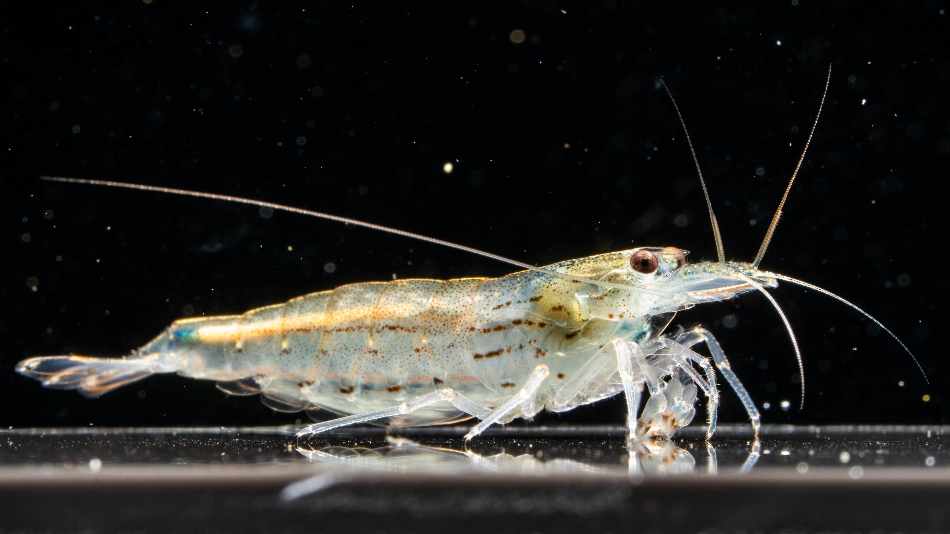 🦐 Amano Shrimp (Caridina multidentata)