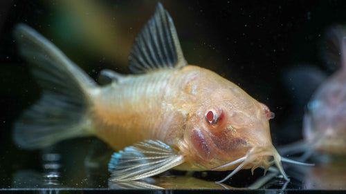 Albino Corydora